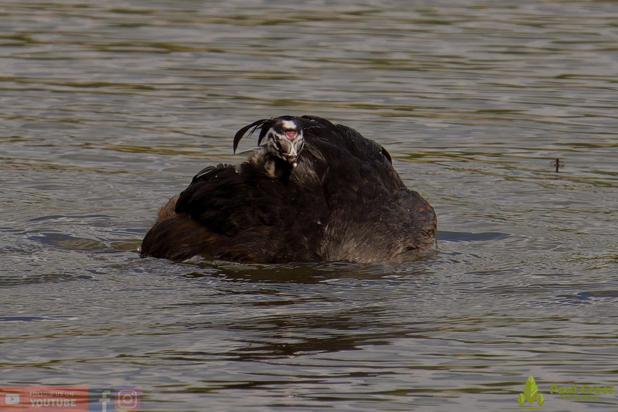 Great Crested Grebe-01158.jpg