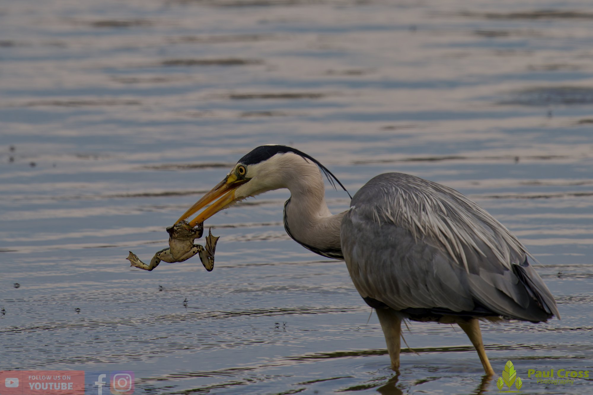 Grey Heron-00715.jpg