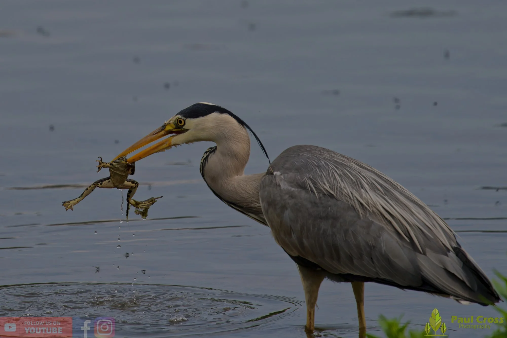 Grey Heron-00714.jpg
