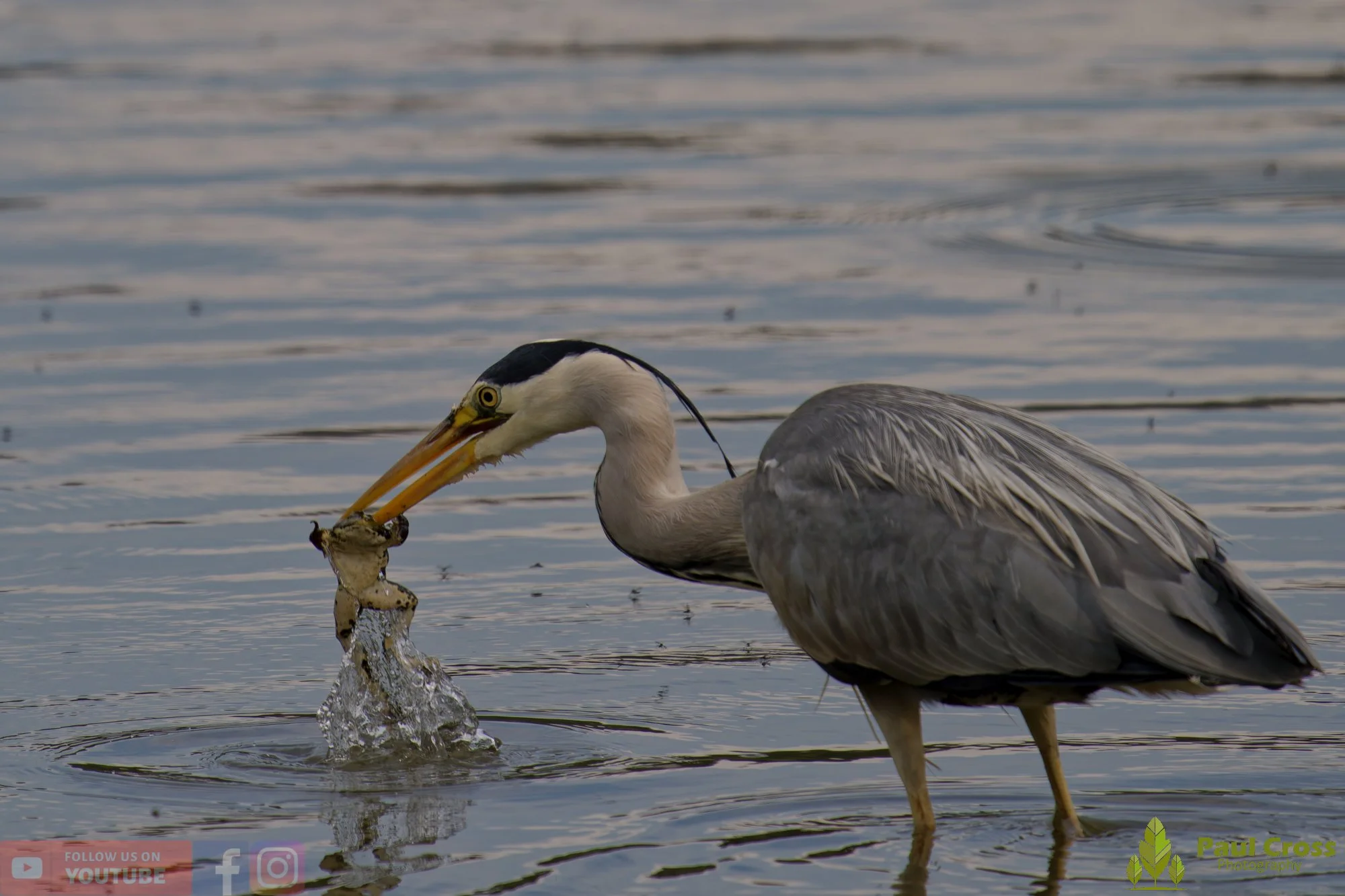 Grey Heron-00716.jpg