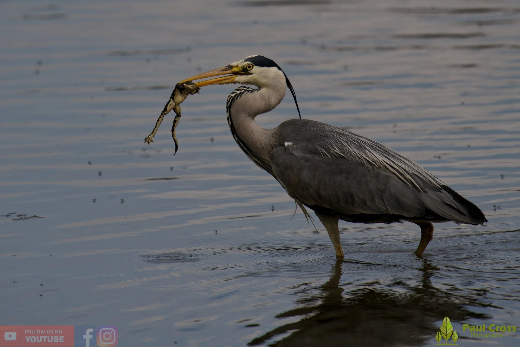 Grey Heron-00717.jpg