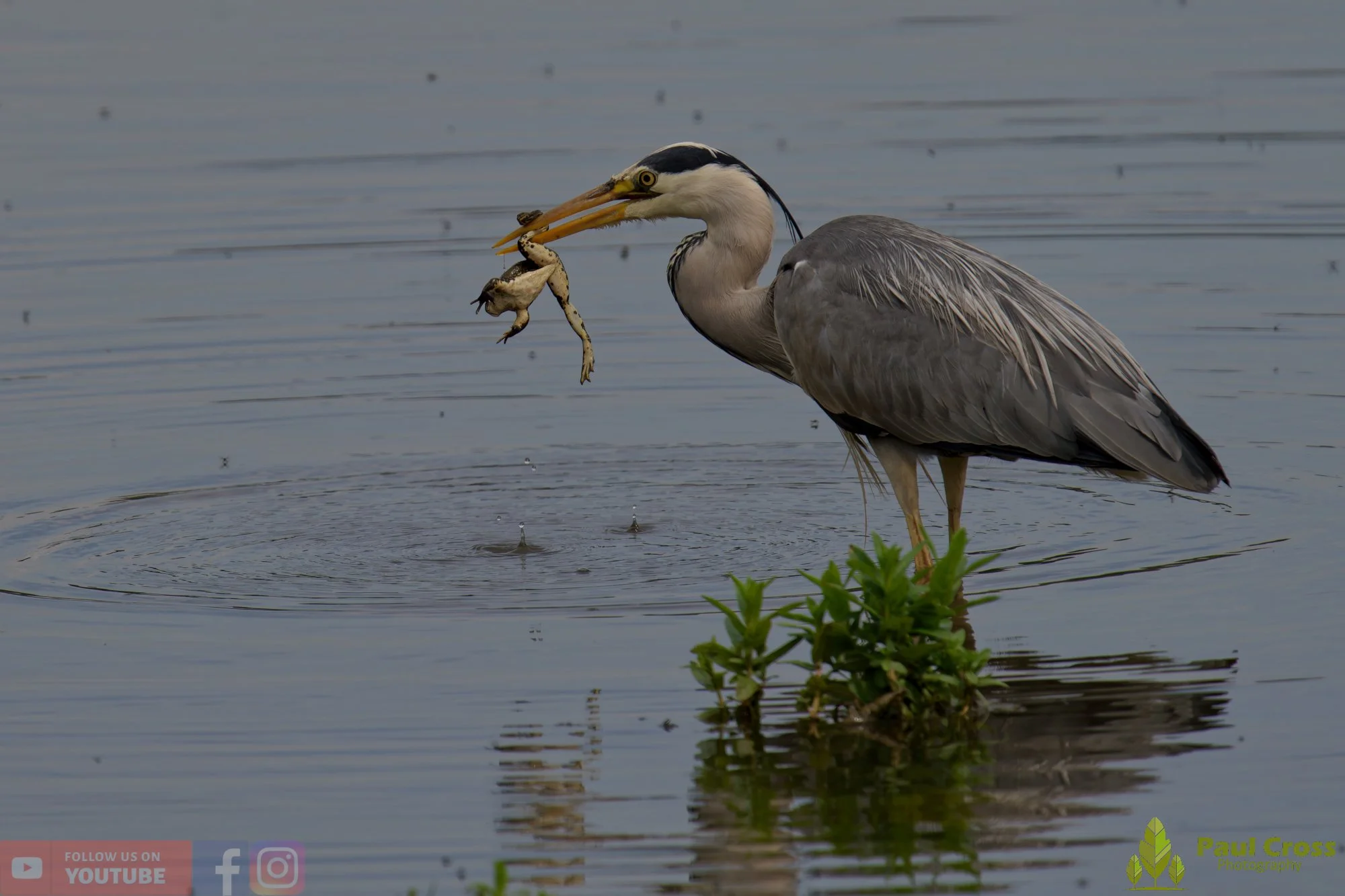 Grey Heron-00718.jpg