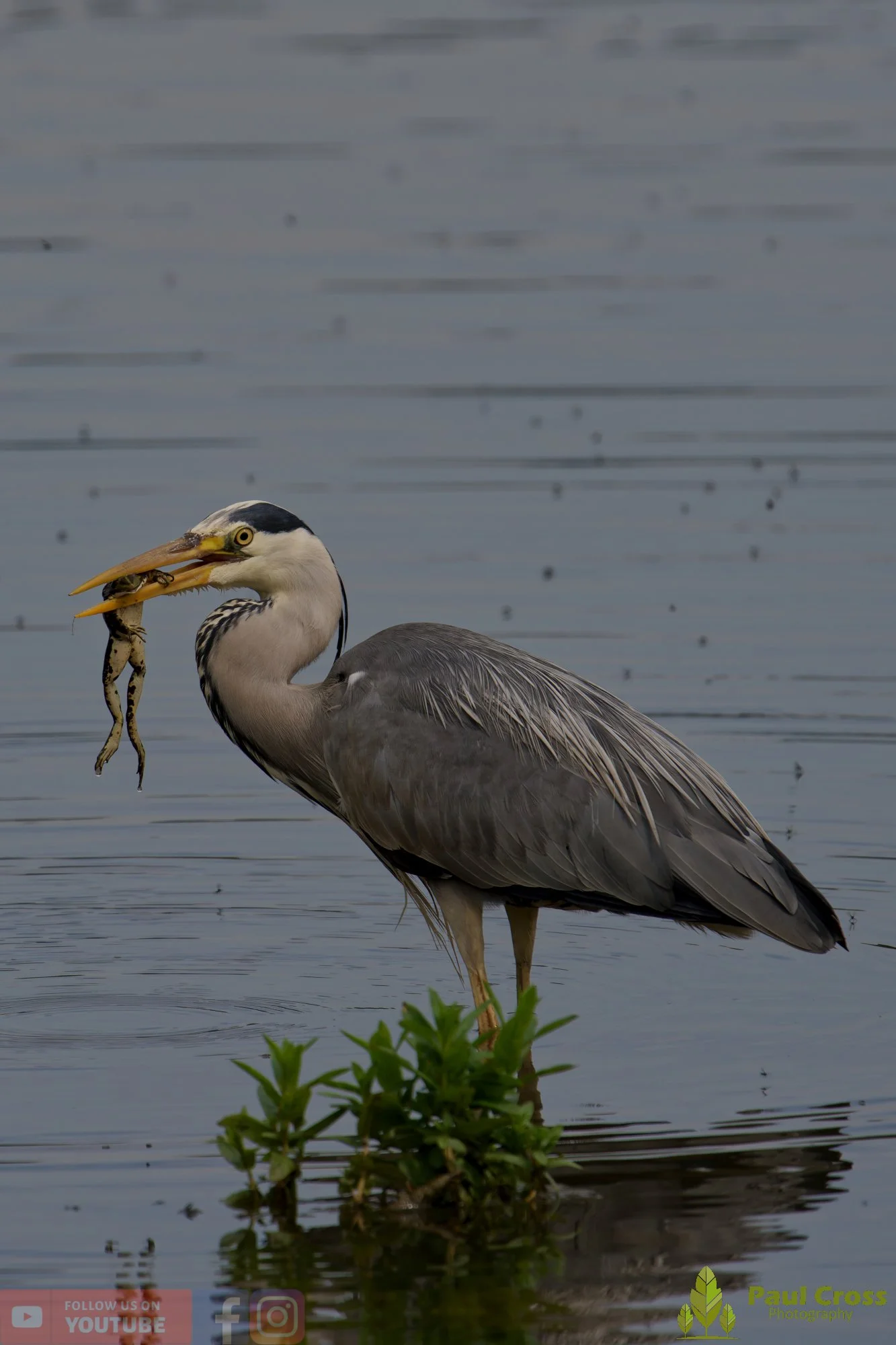 Grey Heron-00719.jpg