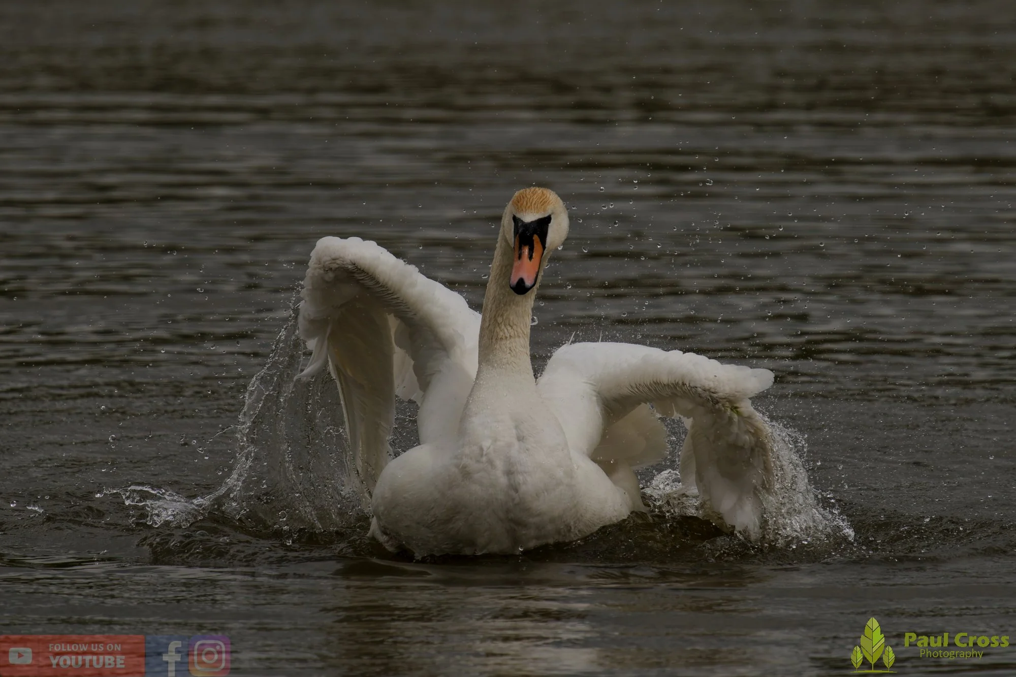 Mute Swan-00298.jpg