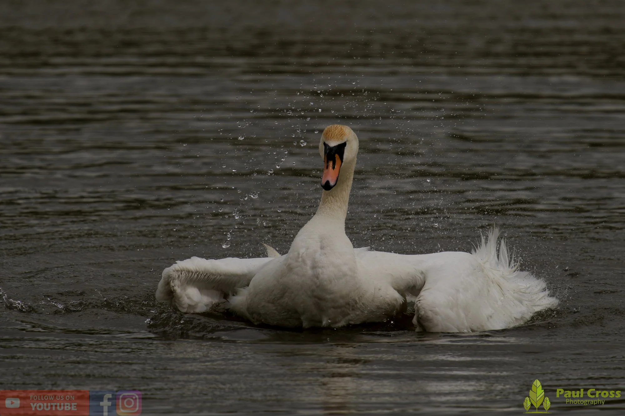 Mute Swan-00297.jpg