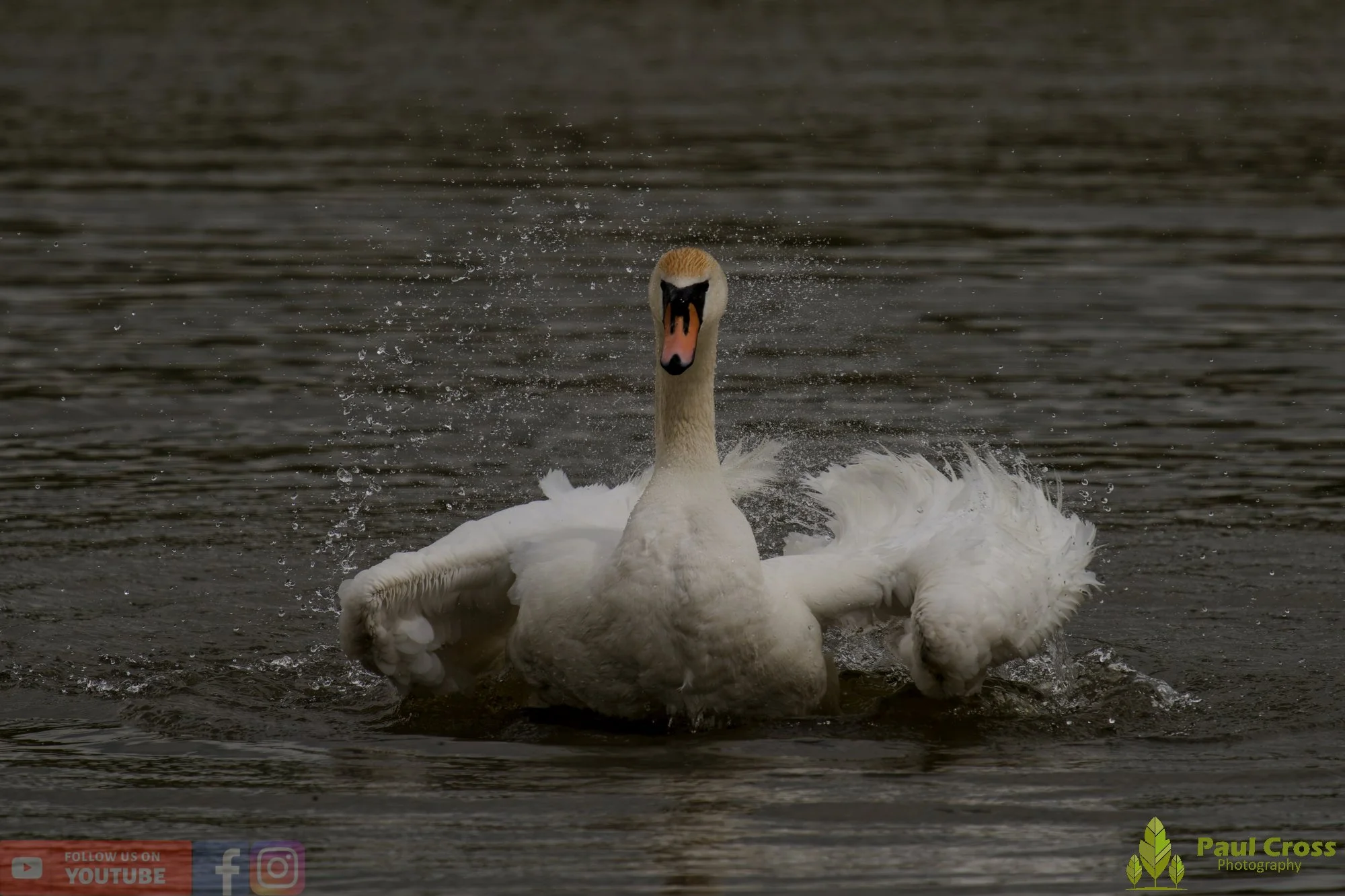 Mute Swan-00299.jpg