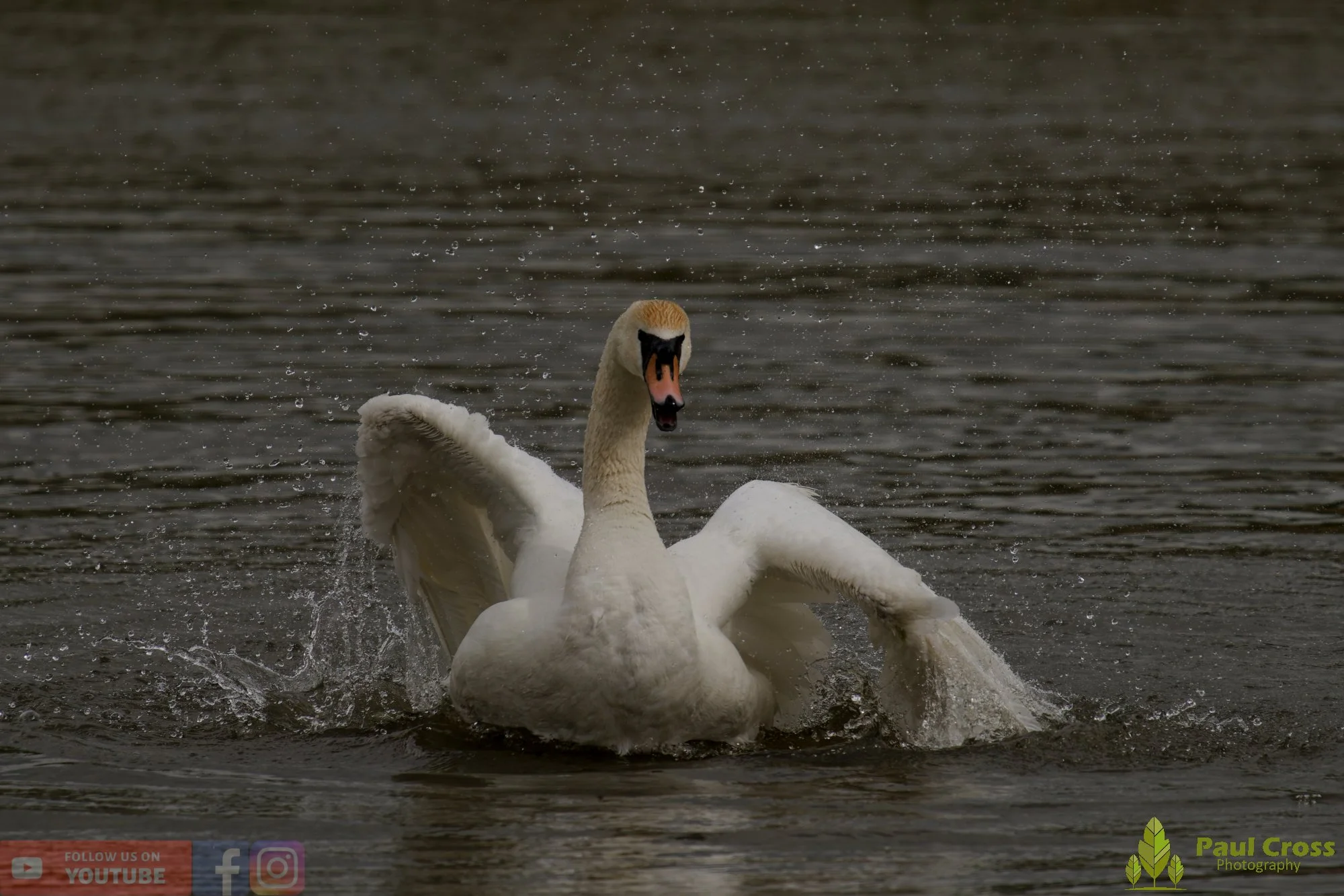 Mute Swan-00300.jpg