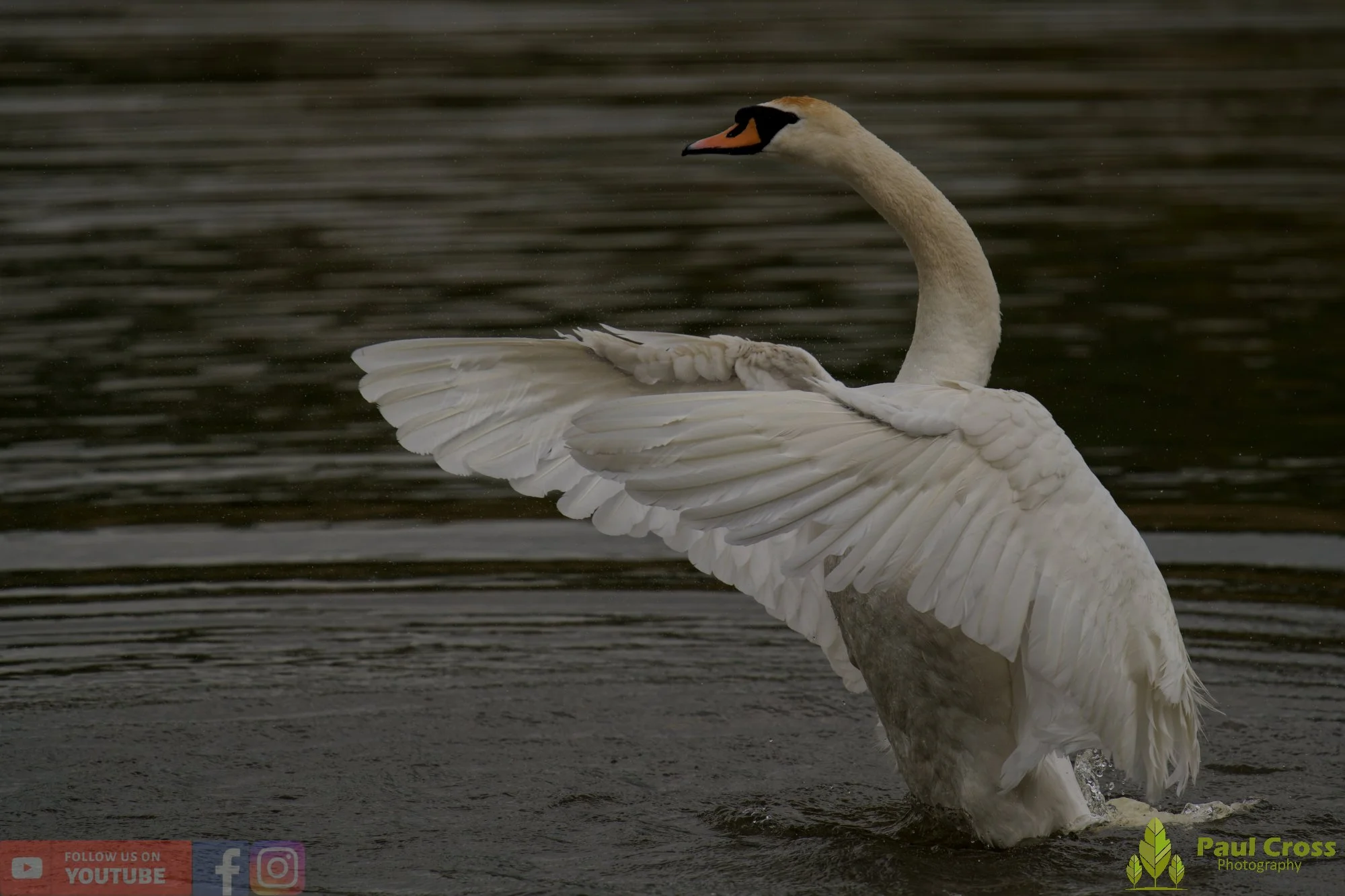 Mute Swan-00301.jpg