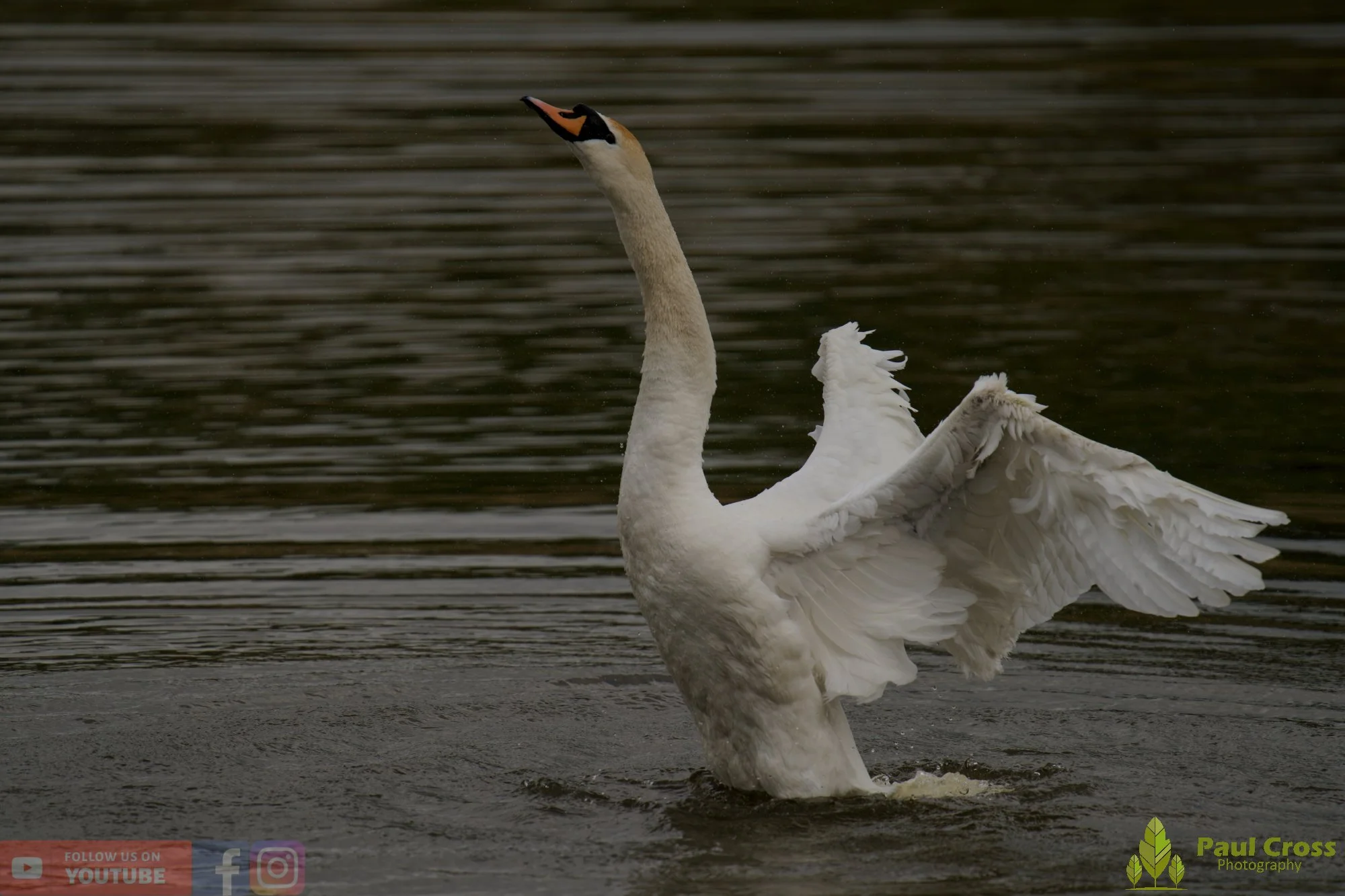 Mute Swan-00302.jpg
