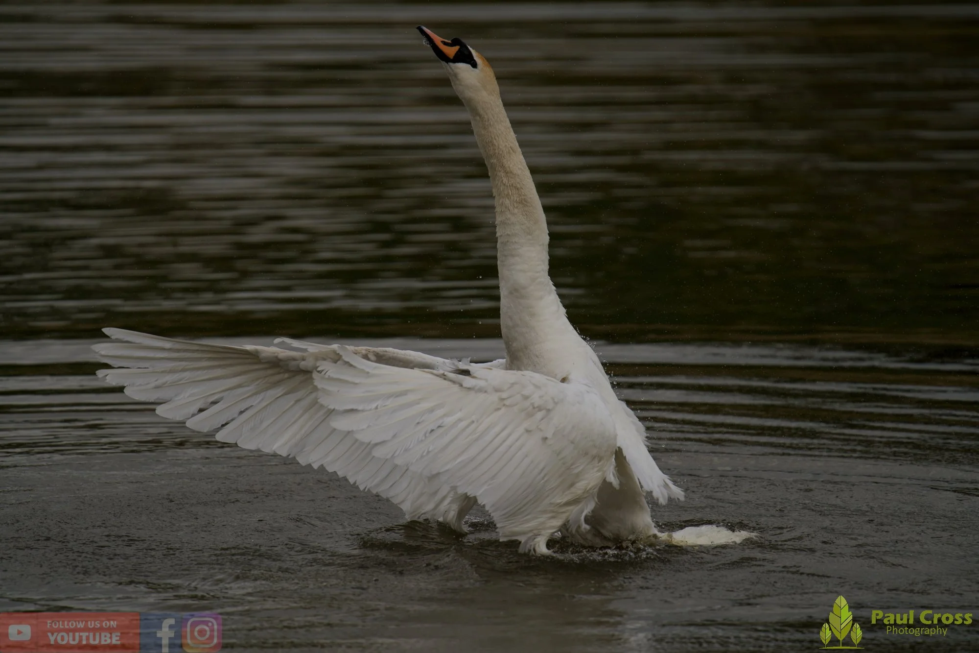 Mute Swan-00303.jpg