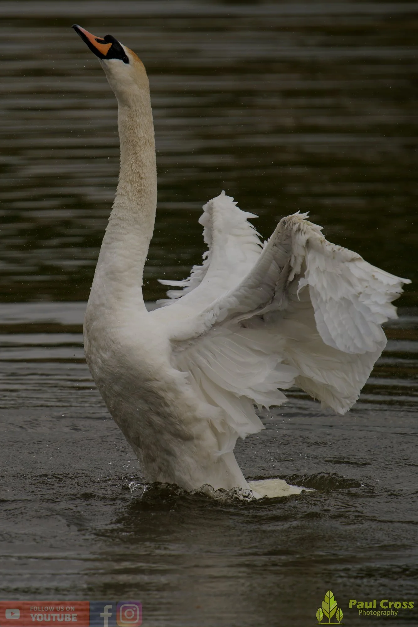 Mute Swan-00304.jpg