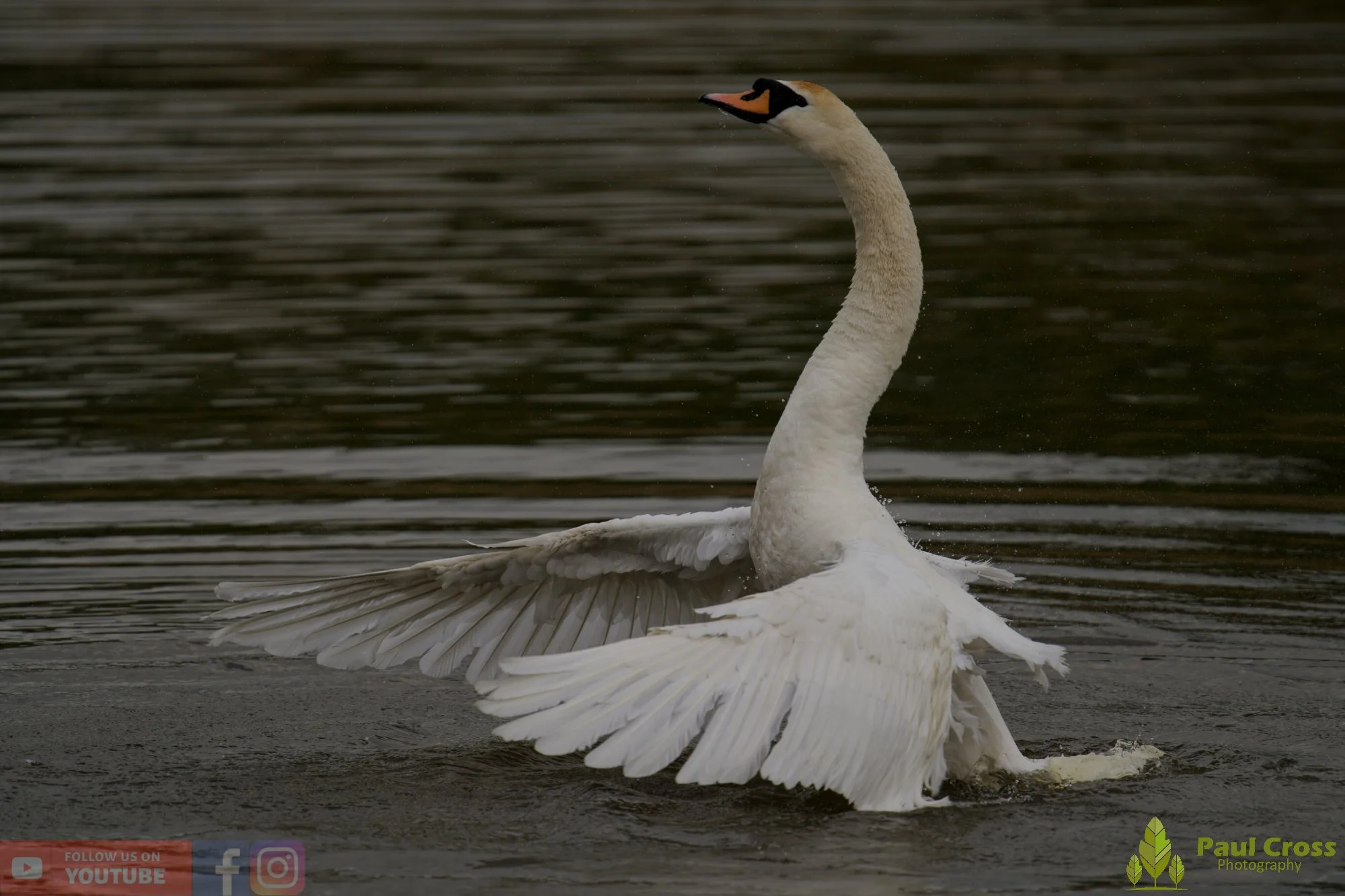 Mute Swan-00305.jpg