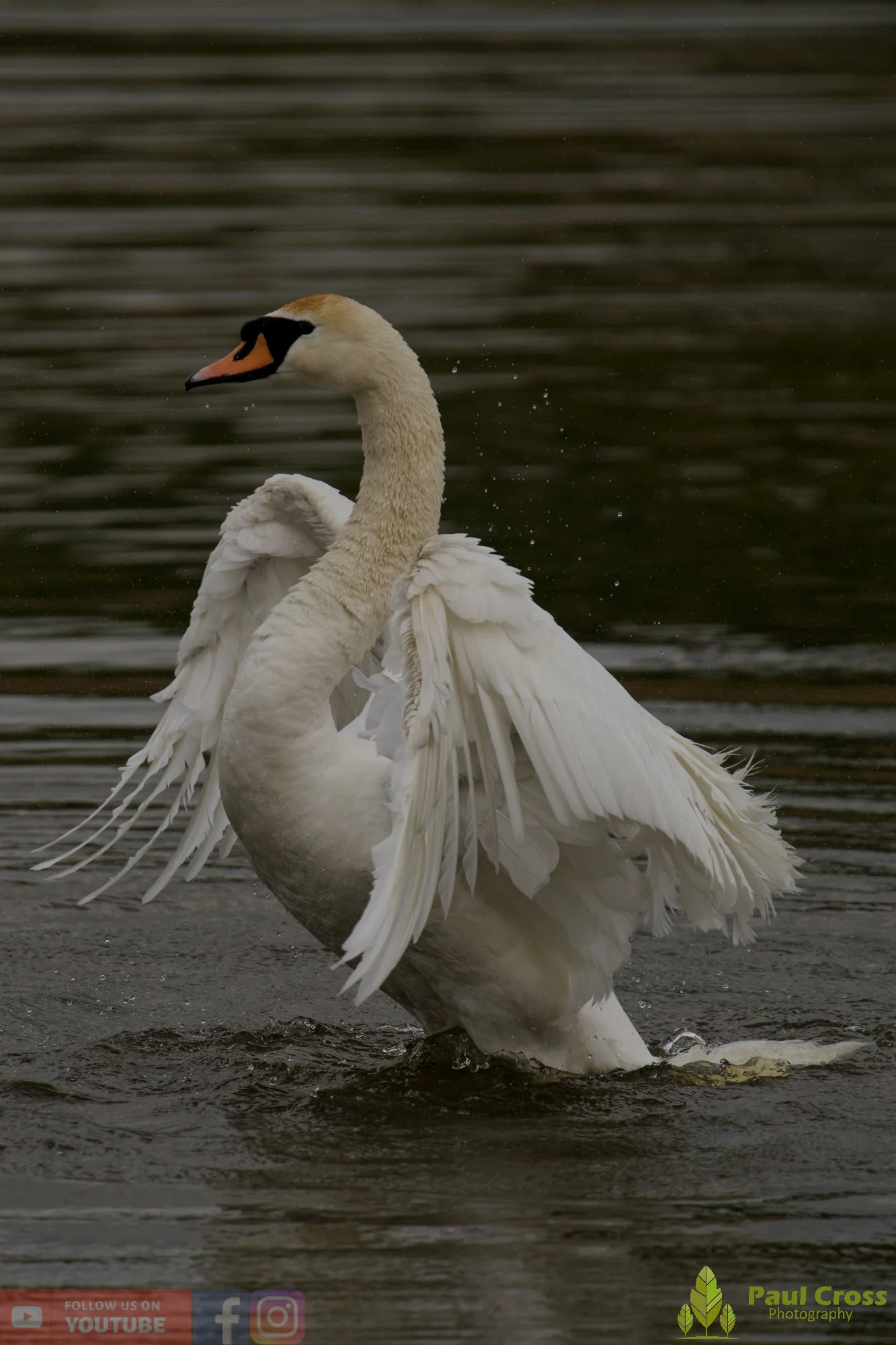 Mute Swan-00306.jpg