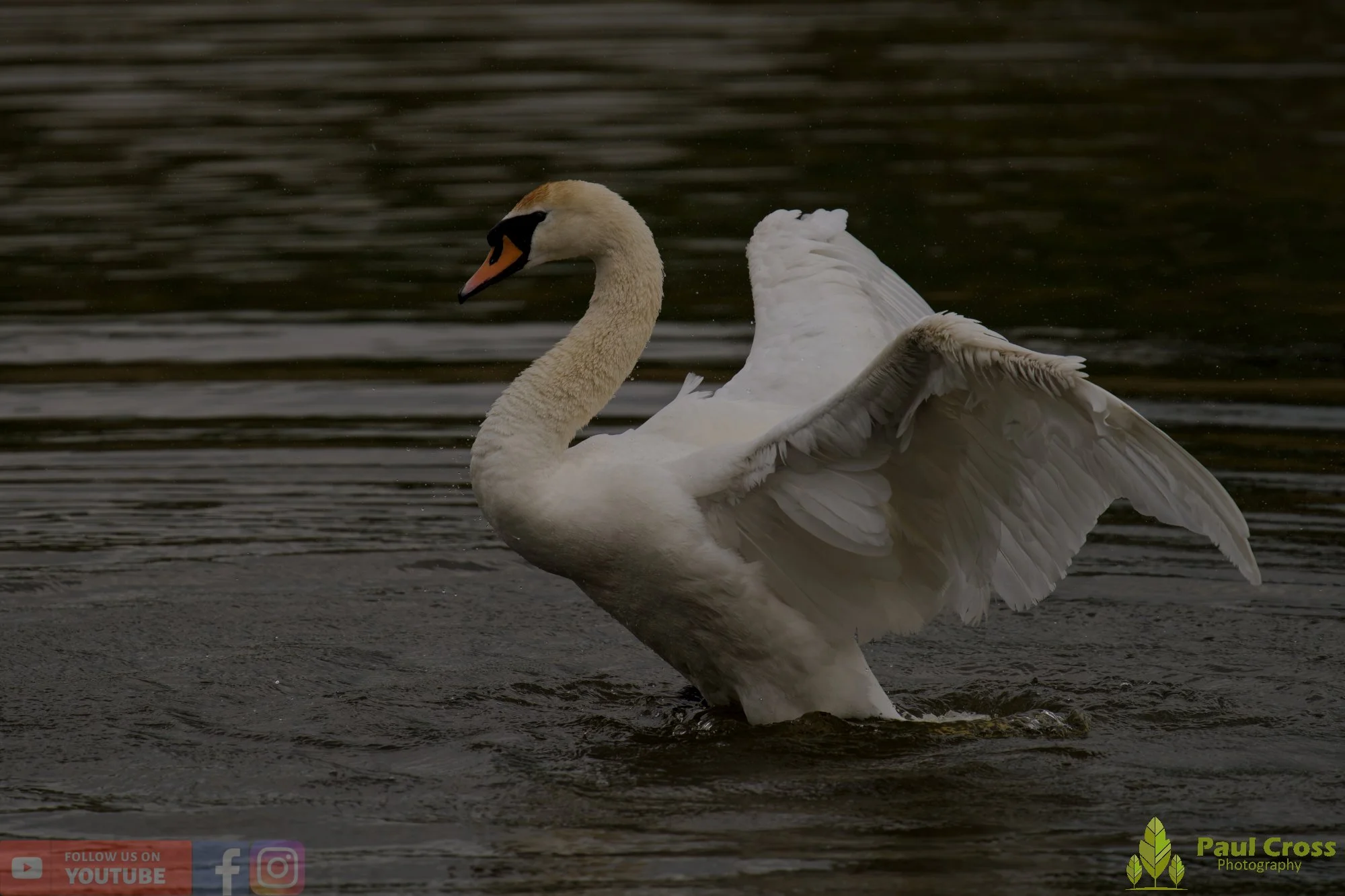 Mute Swan-00307.jpg