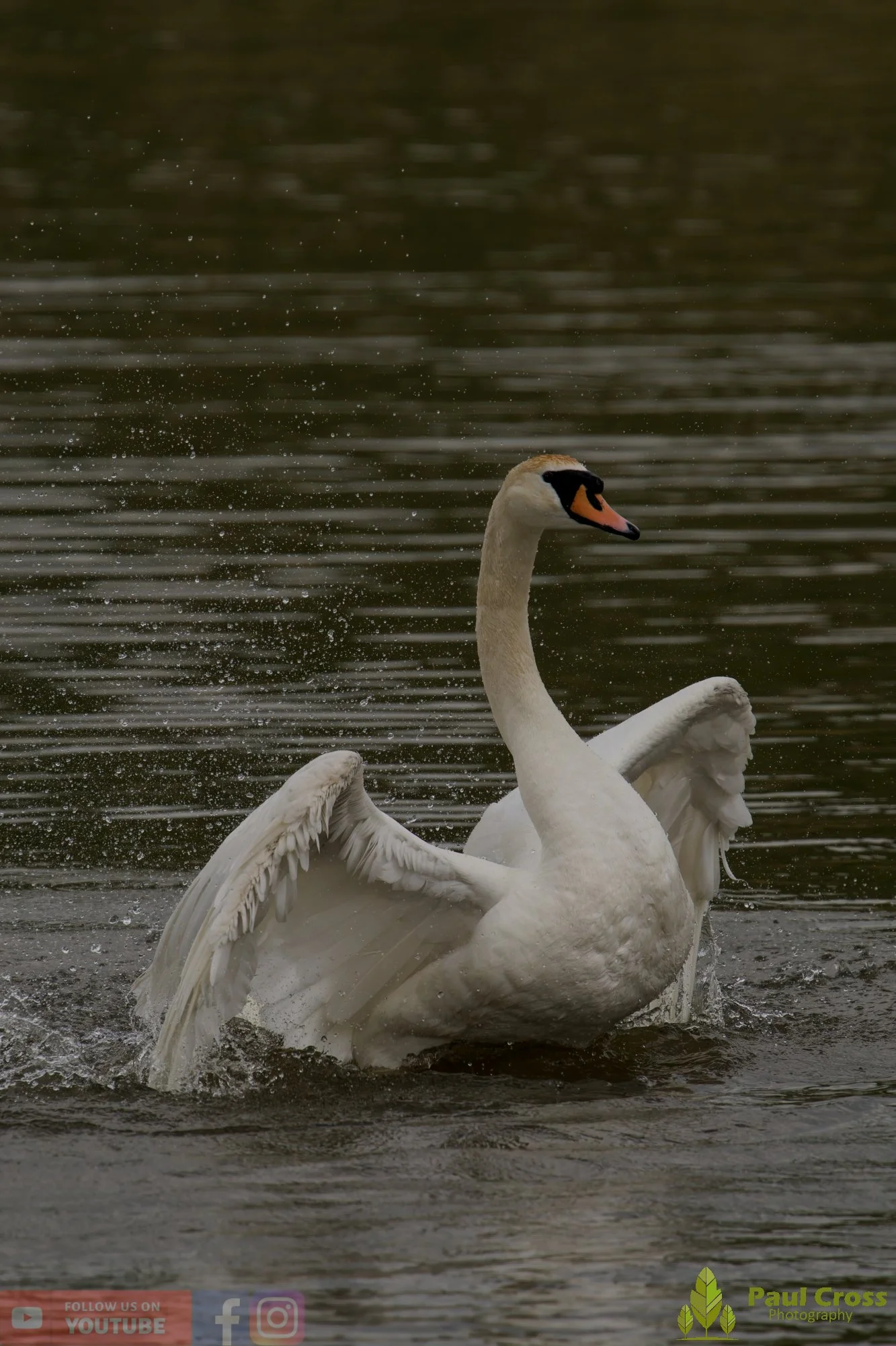 Mute Swan-00308.jpg