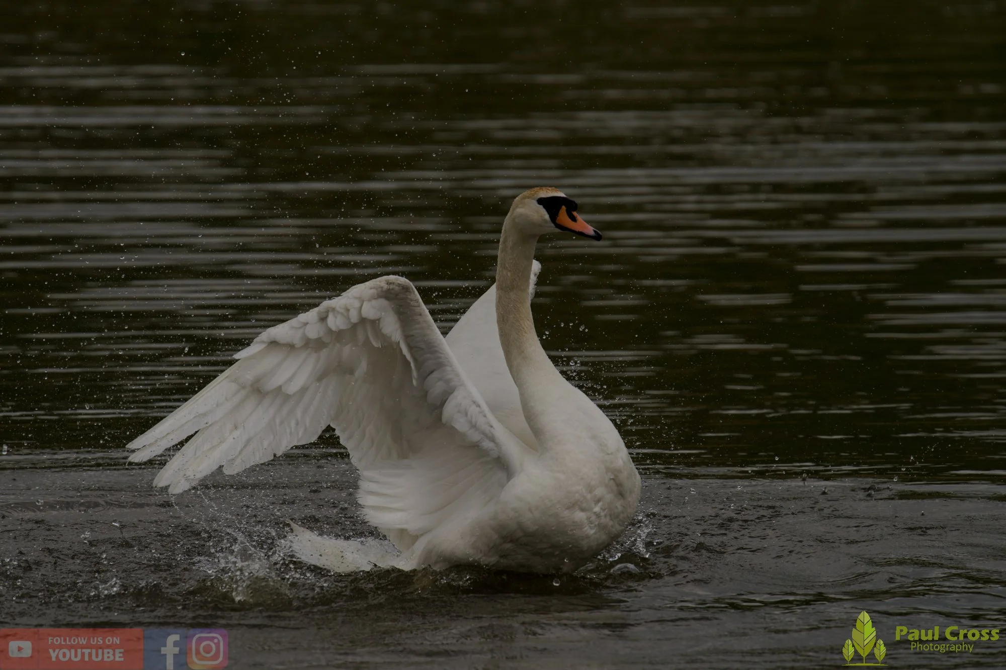 Mute Swan-00309.jpg