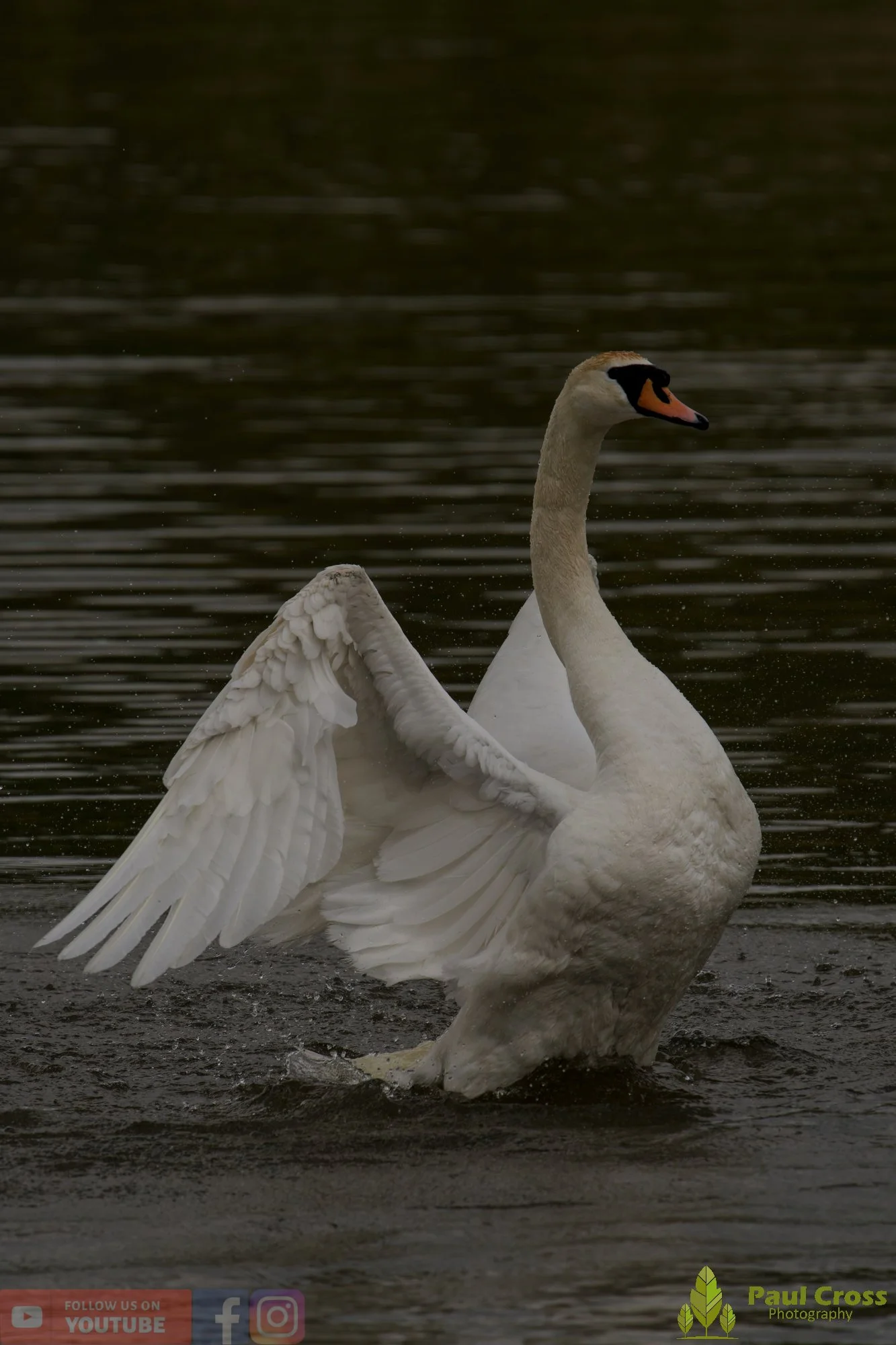Mute Swan-00310.jpg