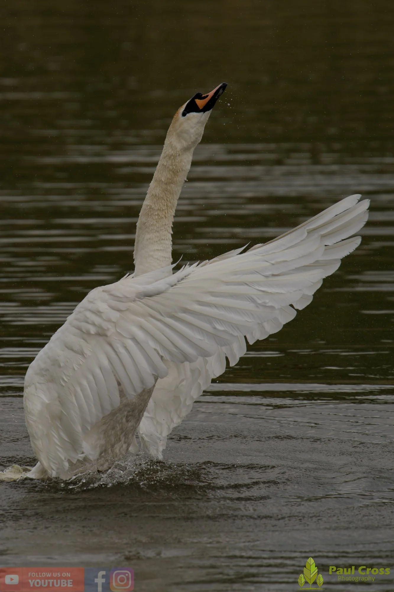 Mute Swan-00311.jpg