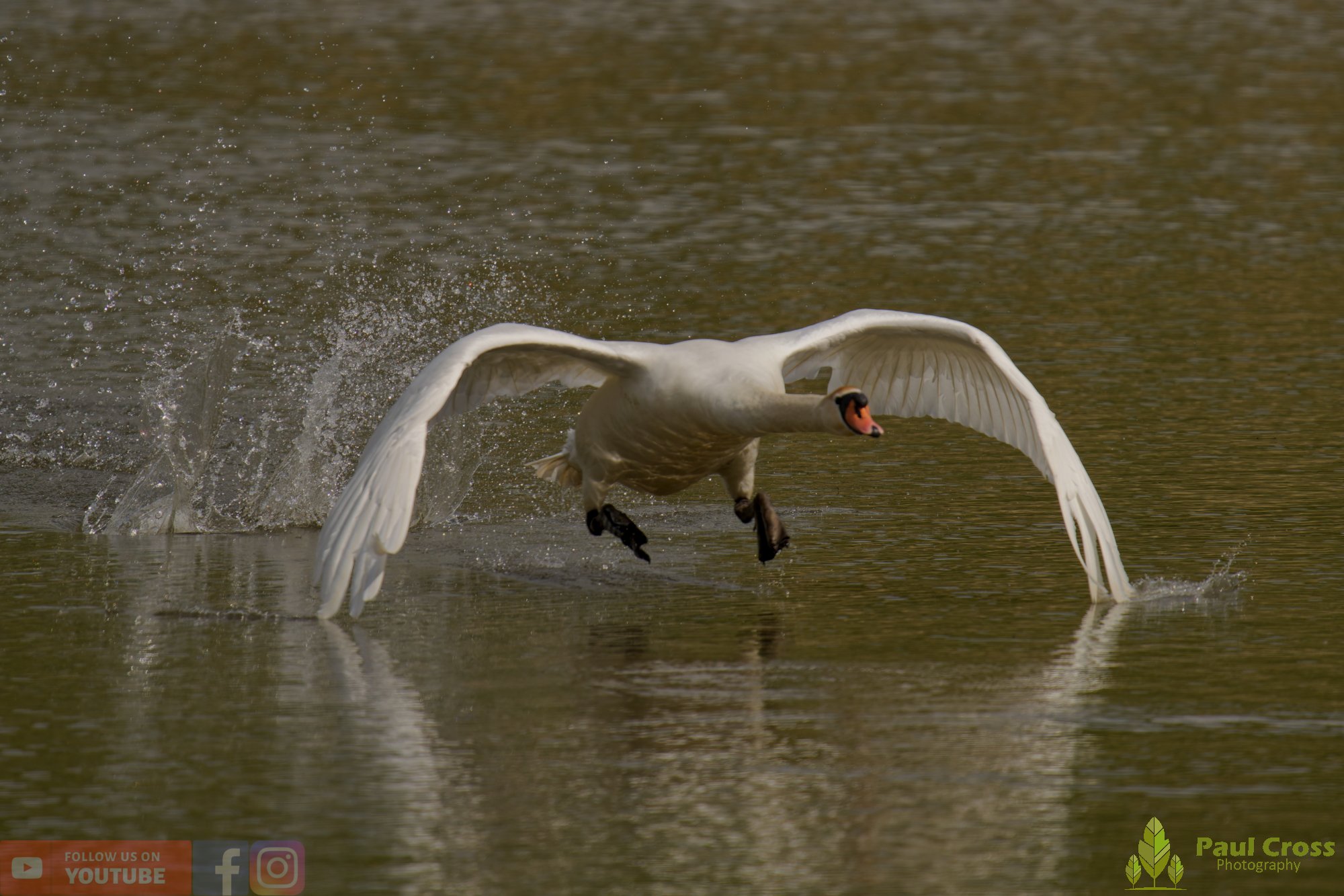 Mute Swan-00312.jpg