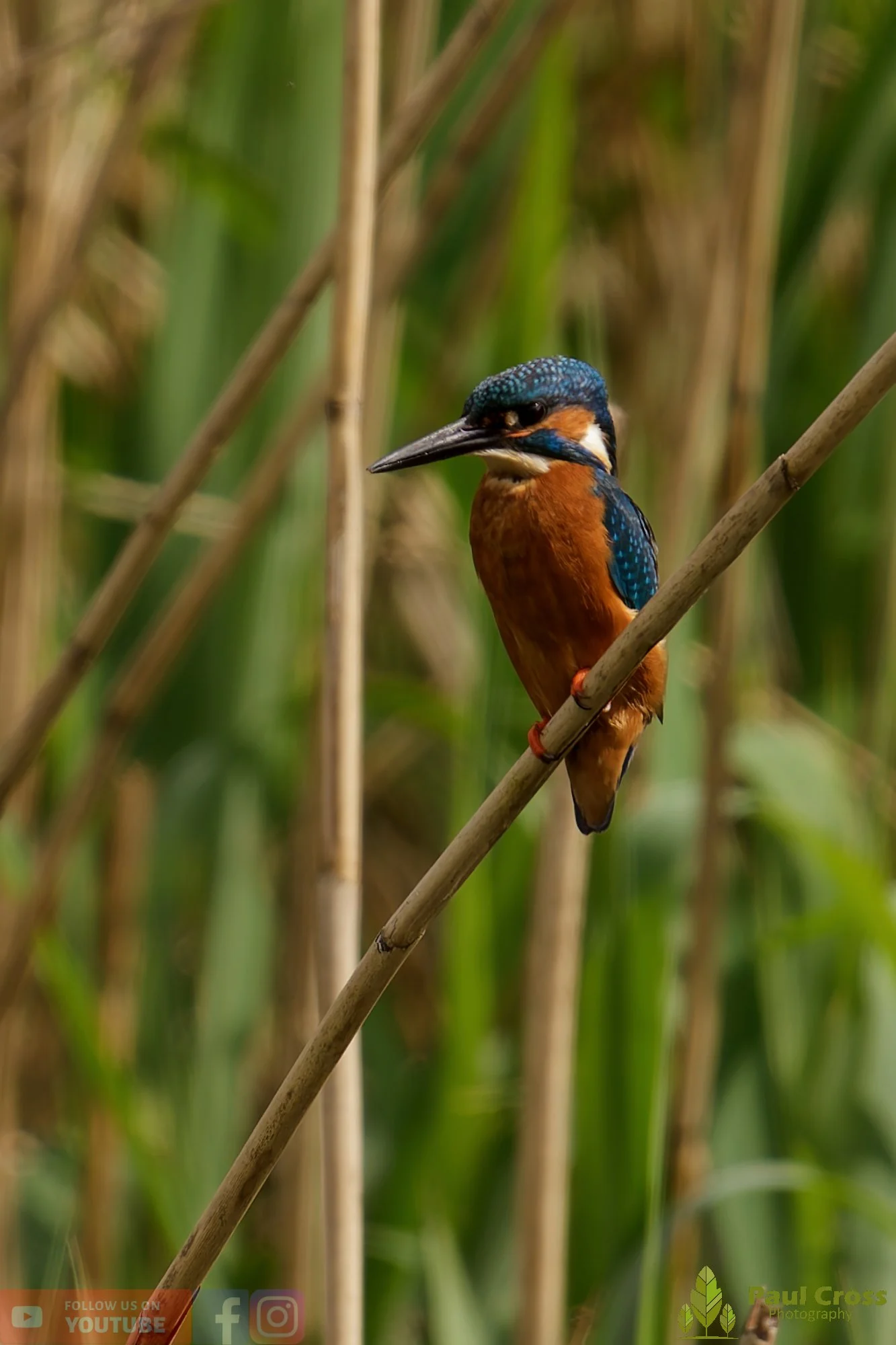 Kingfisher-00731.jpg
