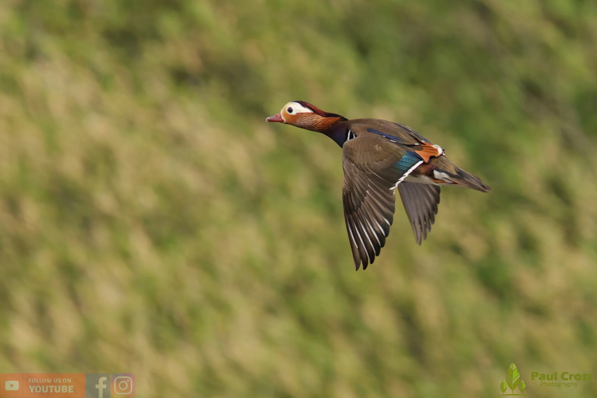 Mandarin Duck-00162.jpg