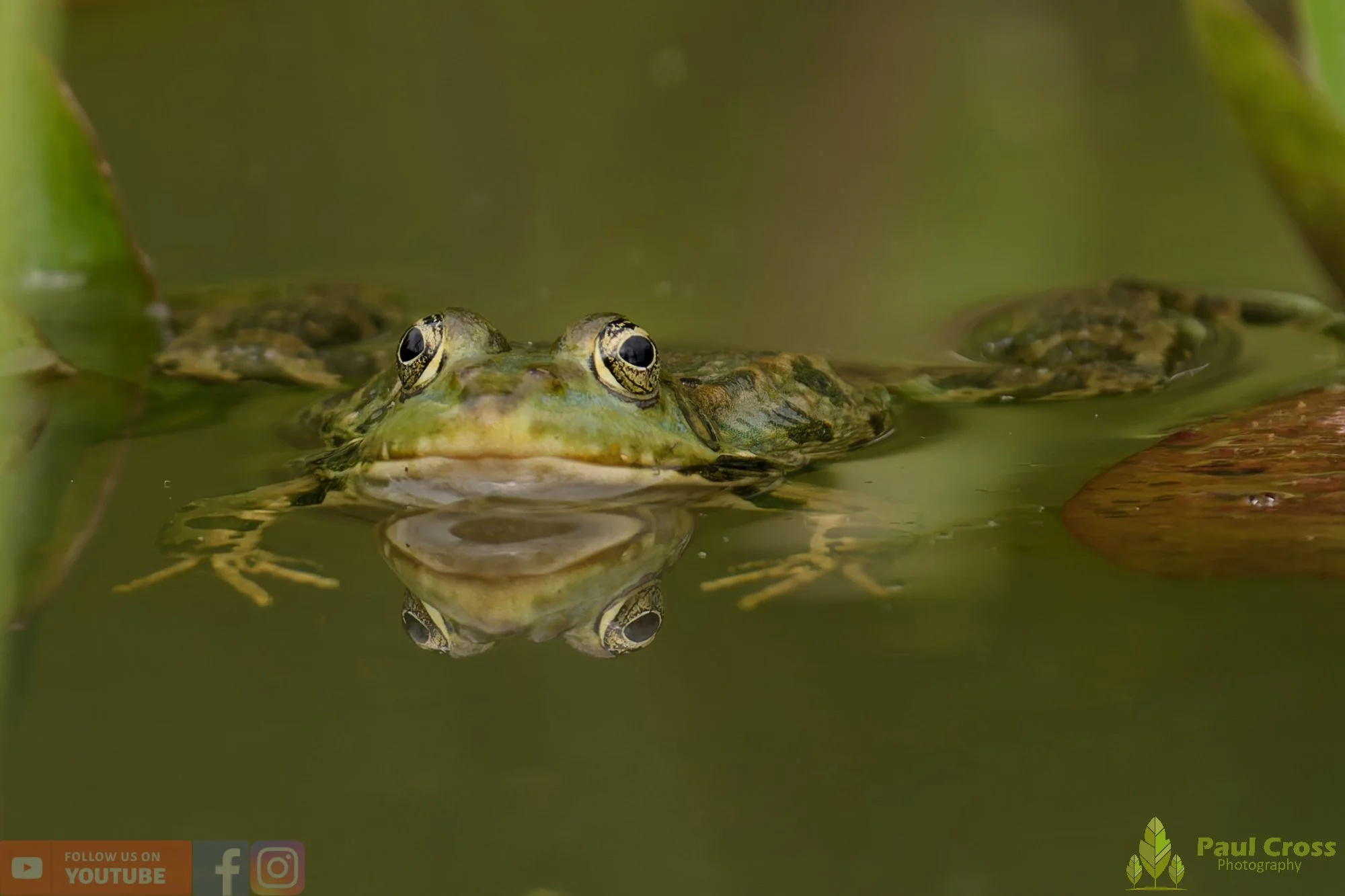 Marsh Frog-00106.jpg