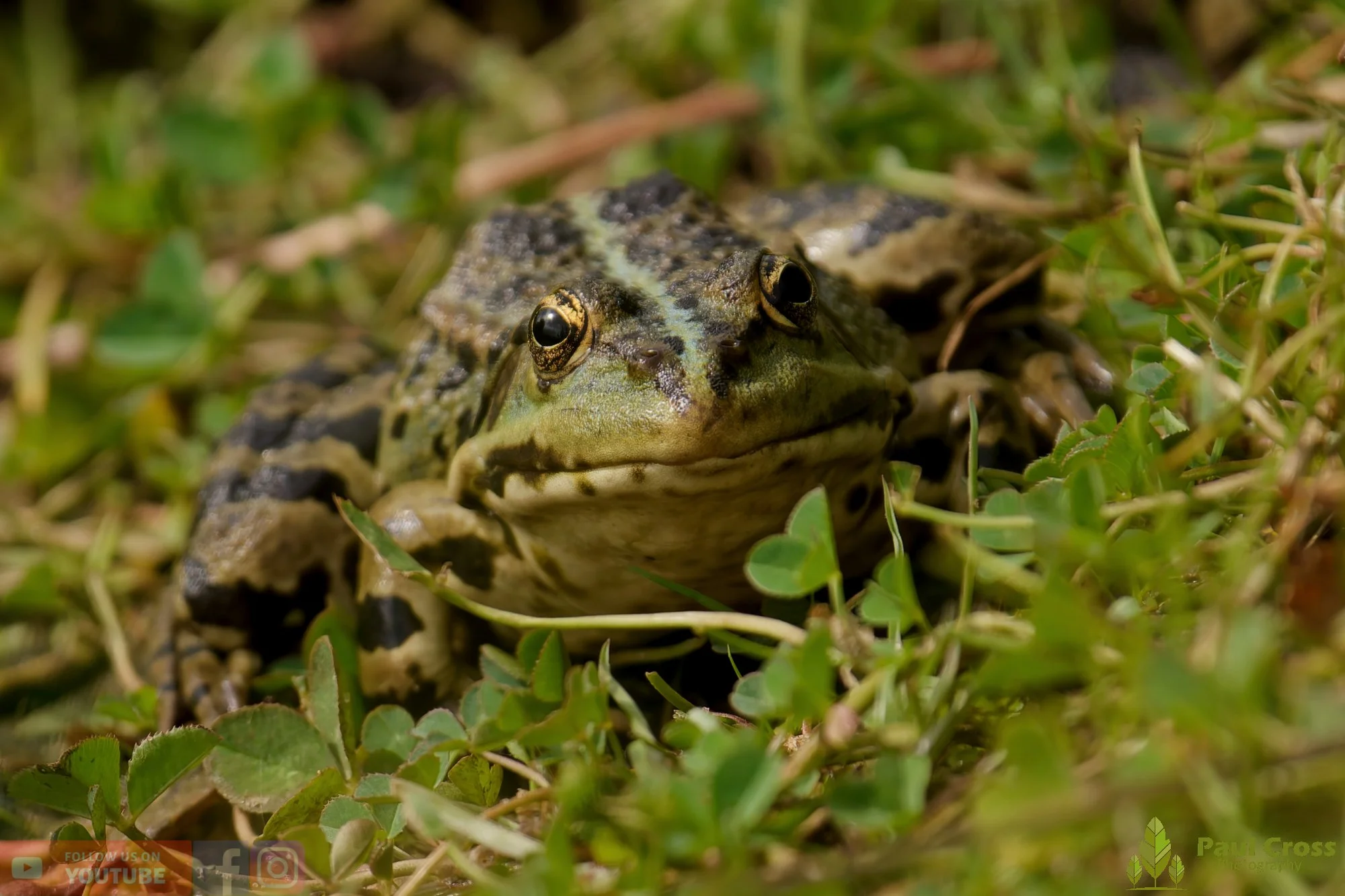 Marsh Frog-00107.jpg