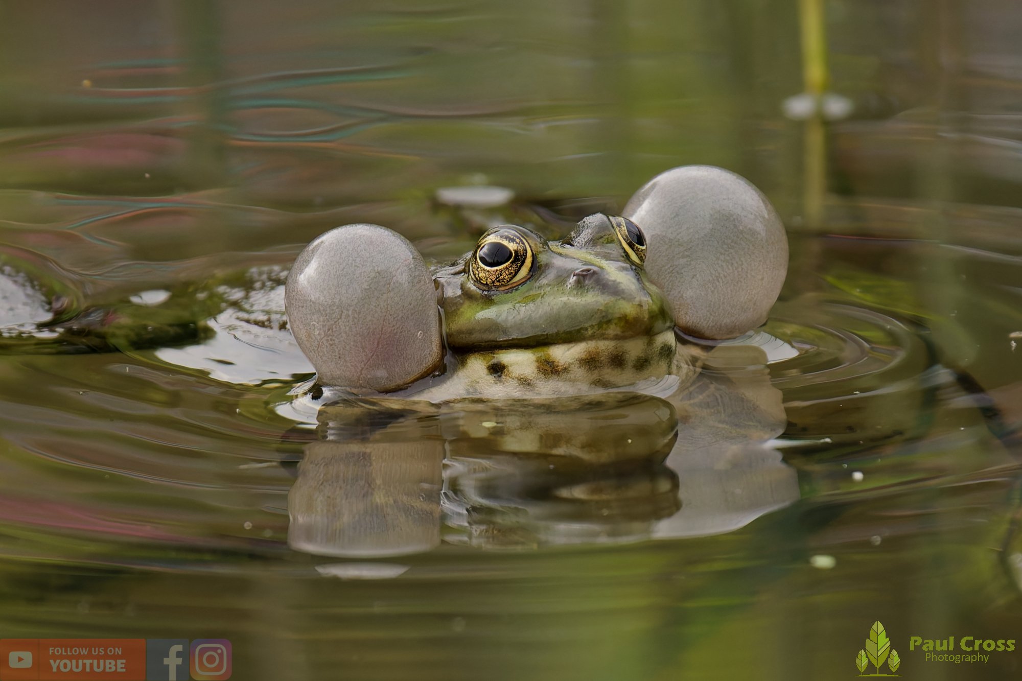 Marsh Frog-00108.jpg