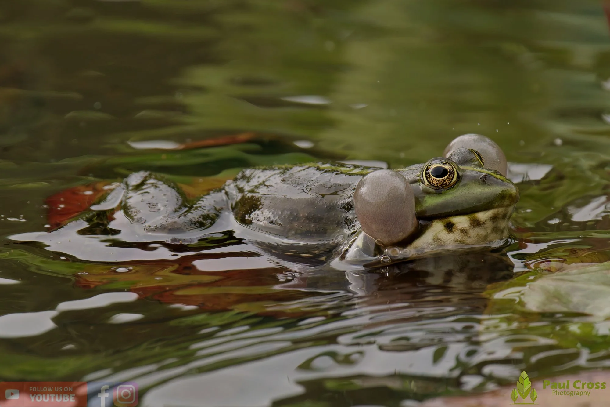 Marsh Frog-00109.jpg