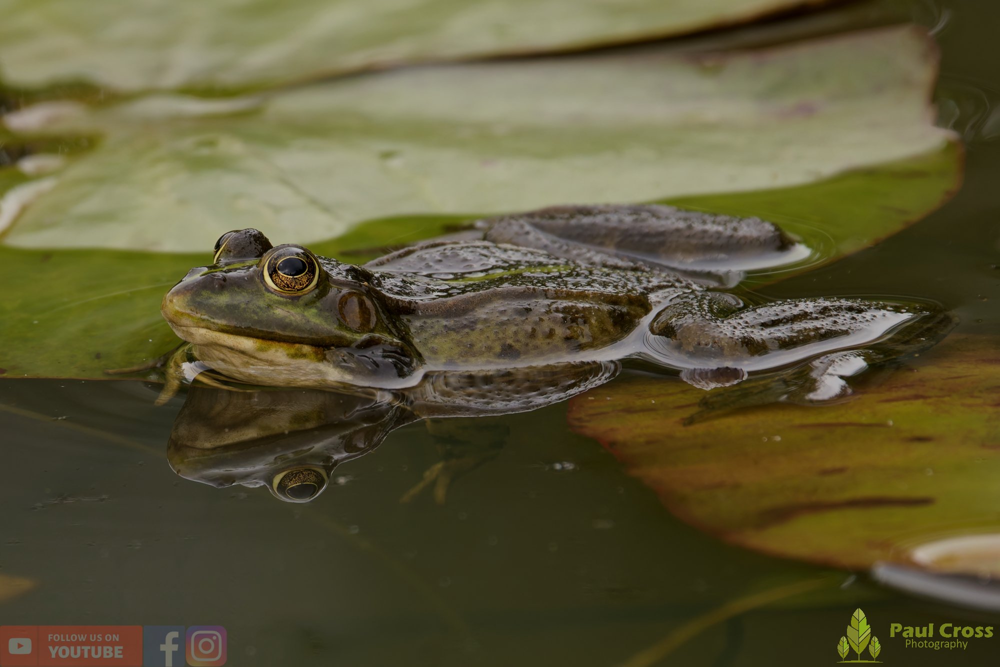 Marsh Frog-00110.jpg