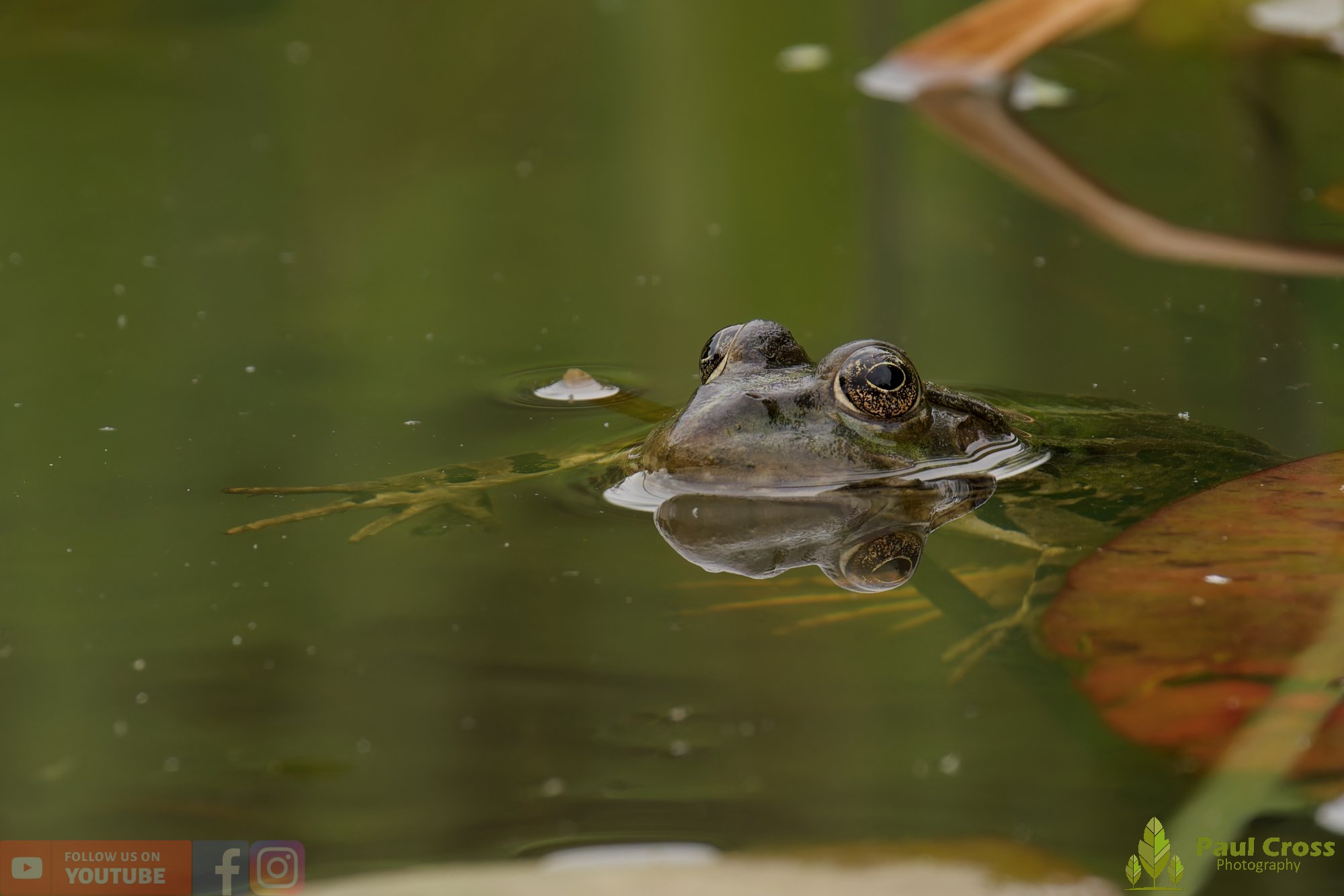 Marsh Frog-00111.jpg