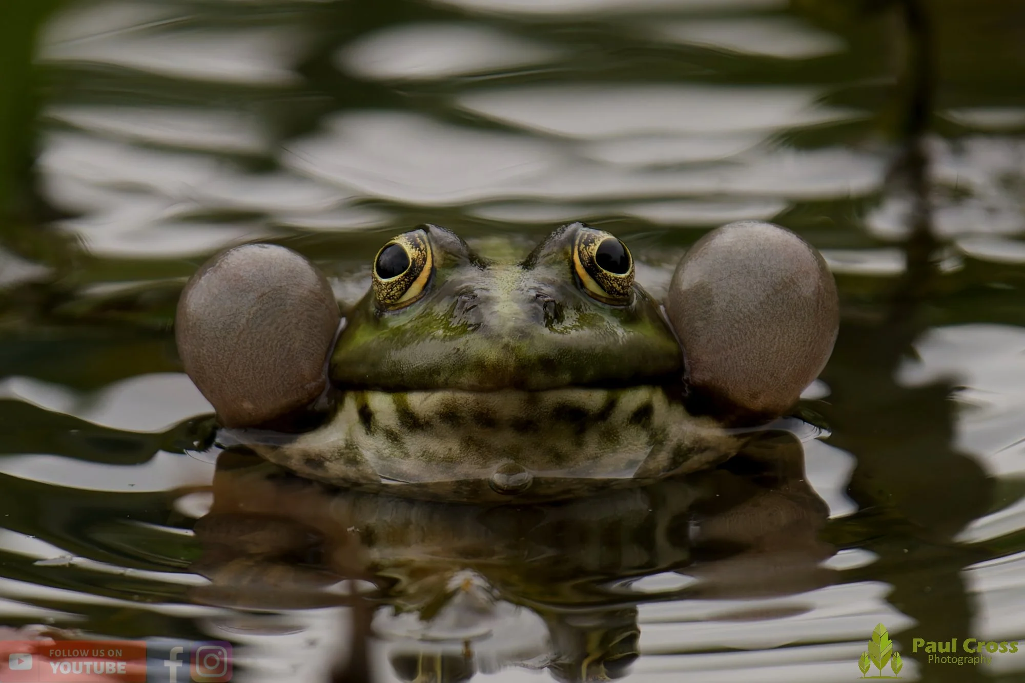 Marsh Frog-00112.jpg