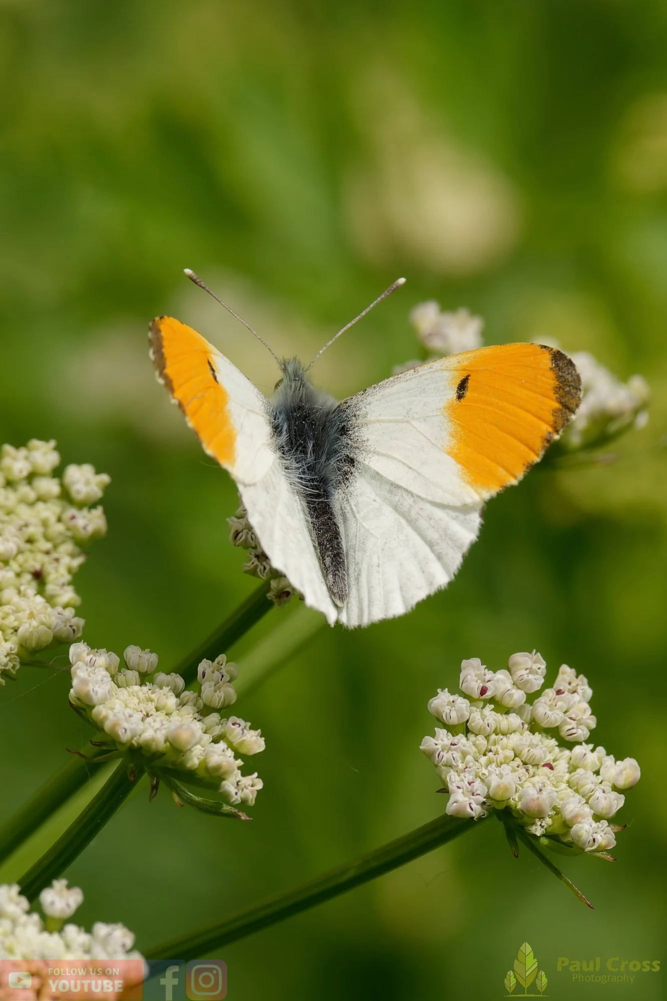 Orange-tip - Anthocharis Cardamines-00008.jpg