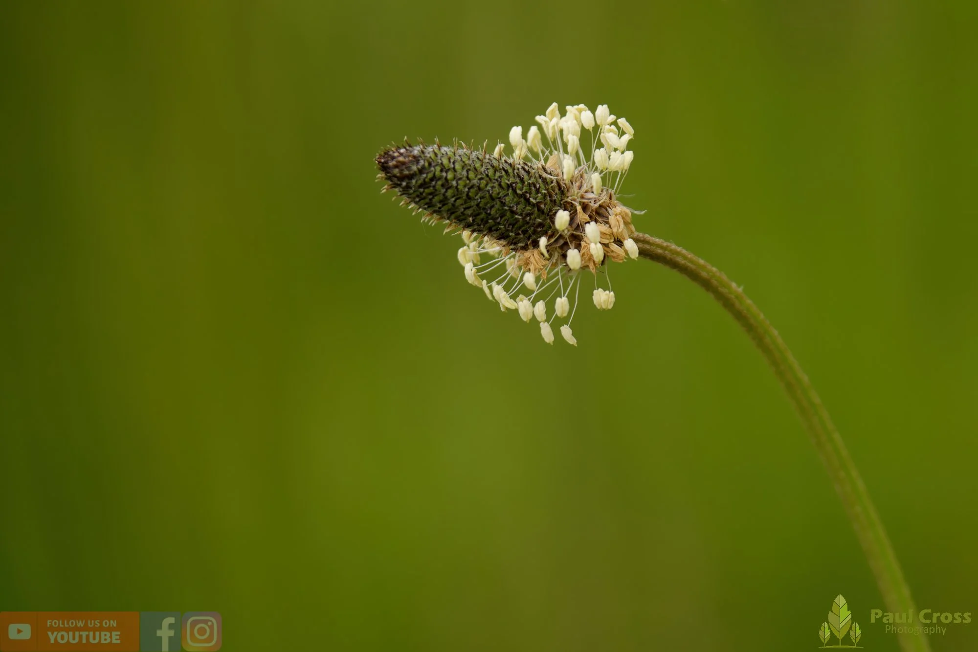 Ribwort Plantain-00003.jpg