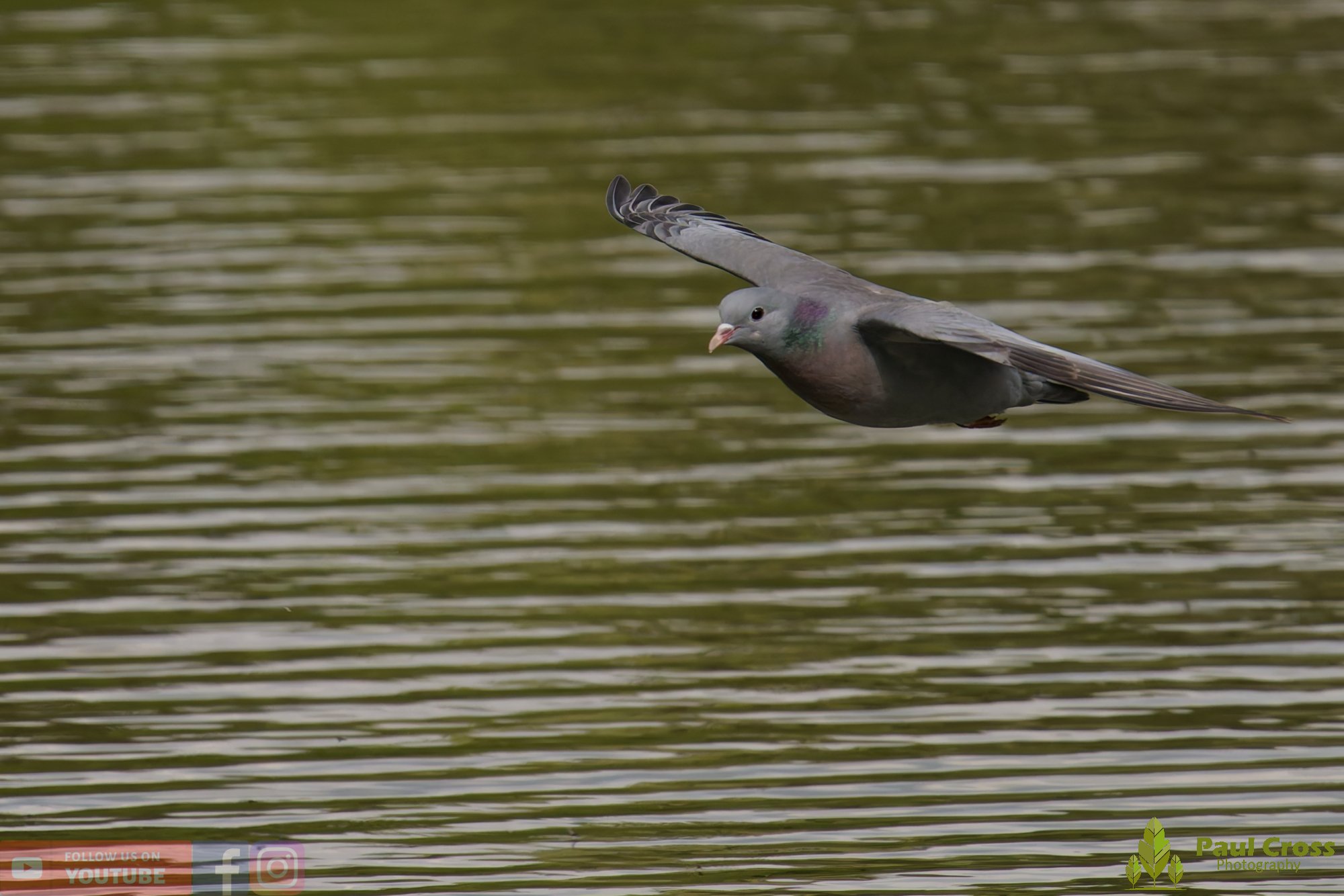 Stock Dove-00023.jpg