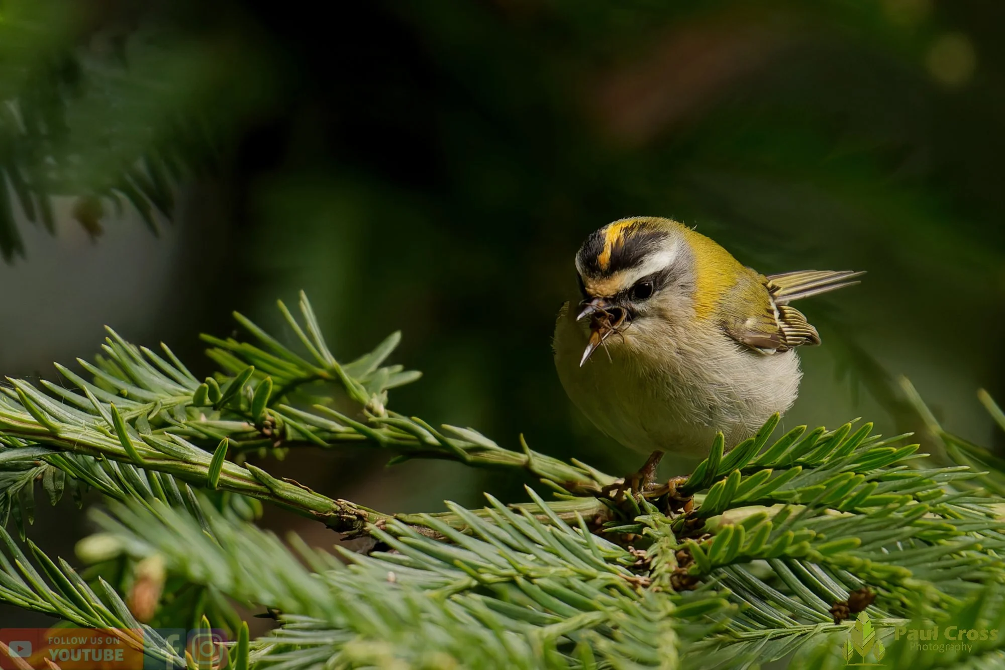 Common Firecrest-00018.jpg