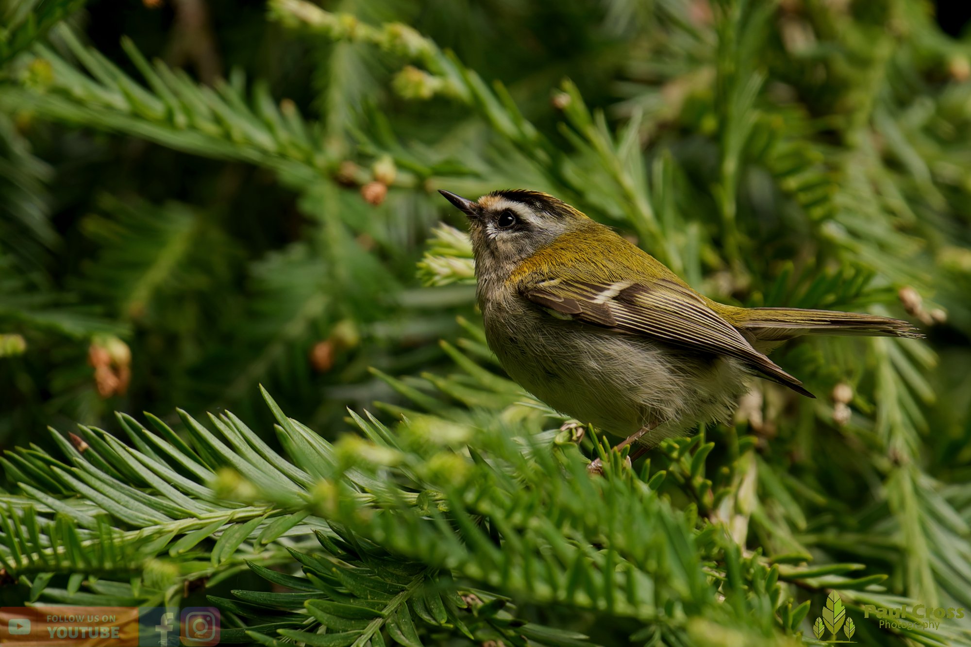 Common Firecrest-00017.jpg