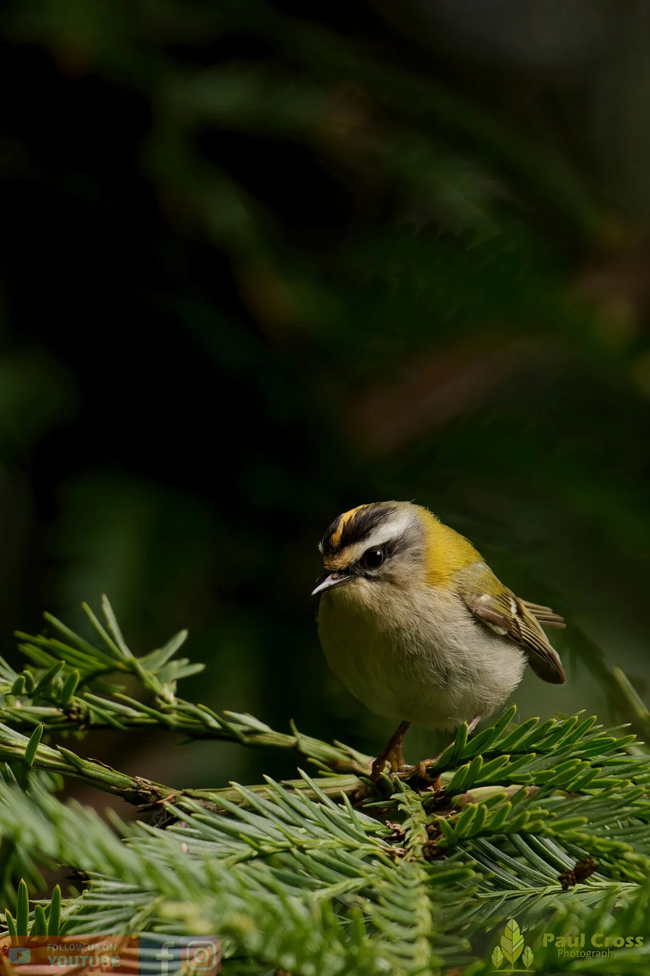 Common Firecrest-00019.jpg