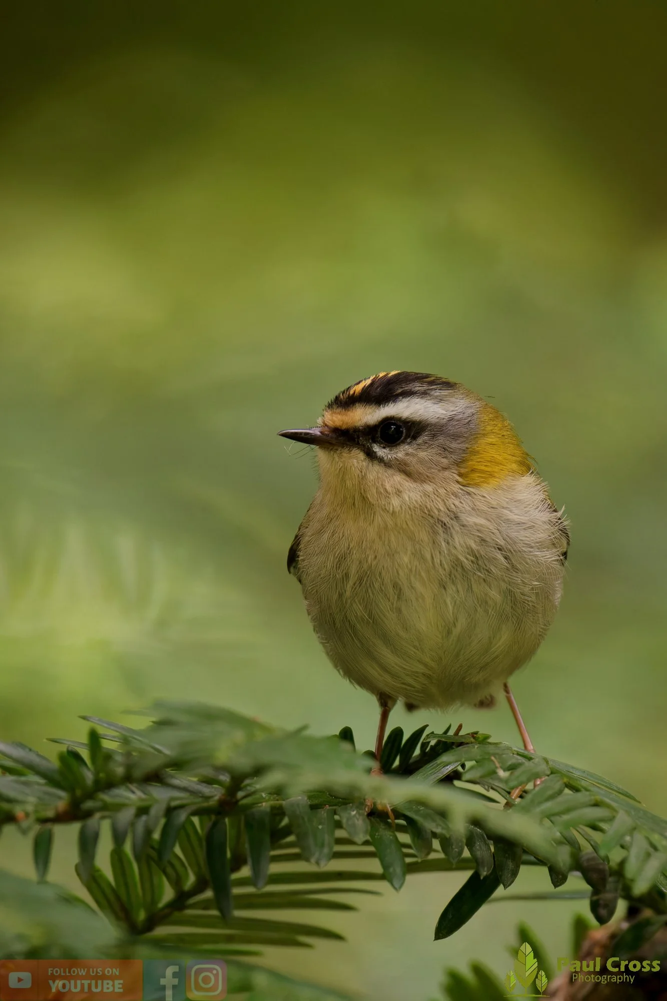 Common Firecrest-00020.jpg