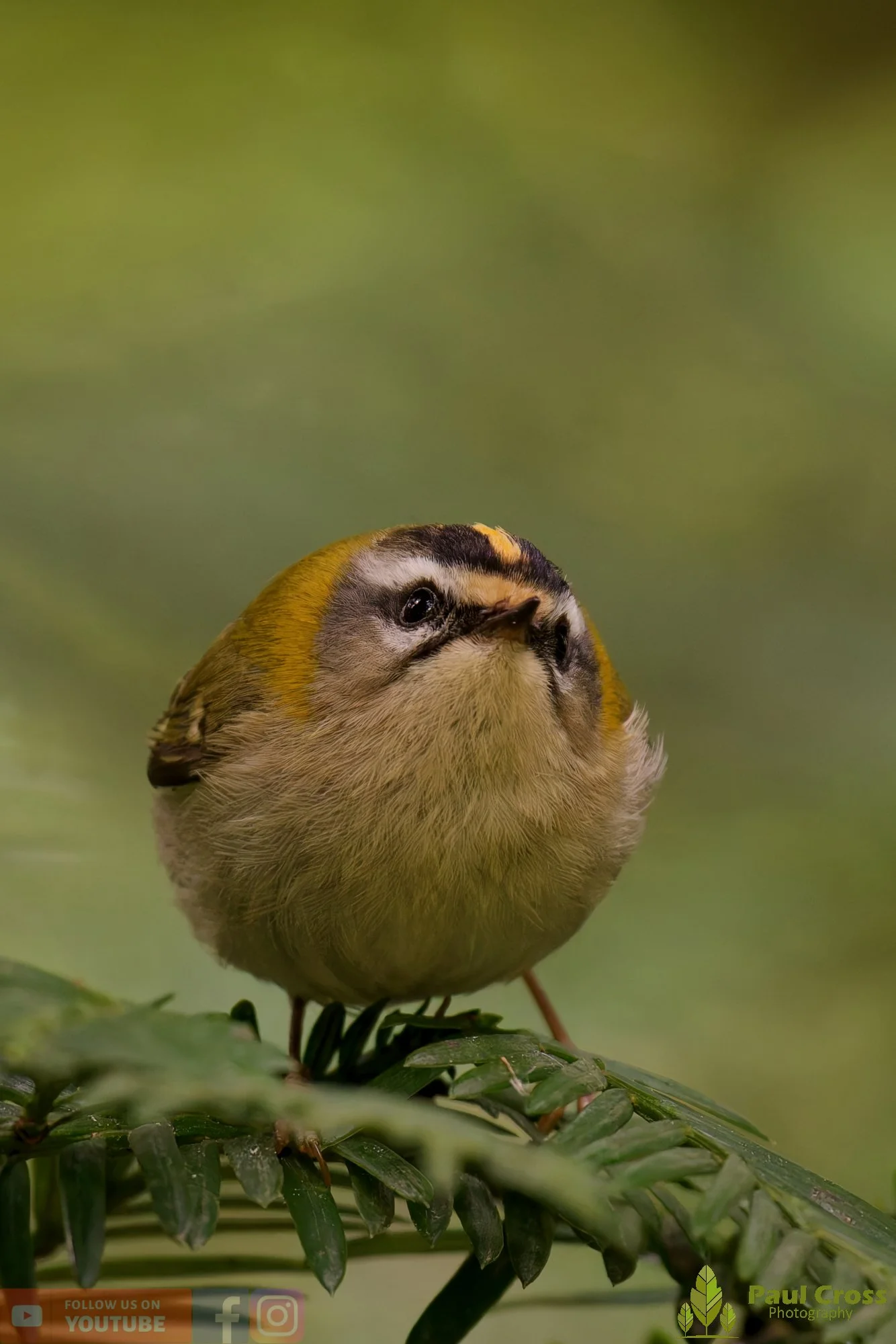 Common Firecrest-00023.jpg