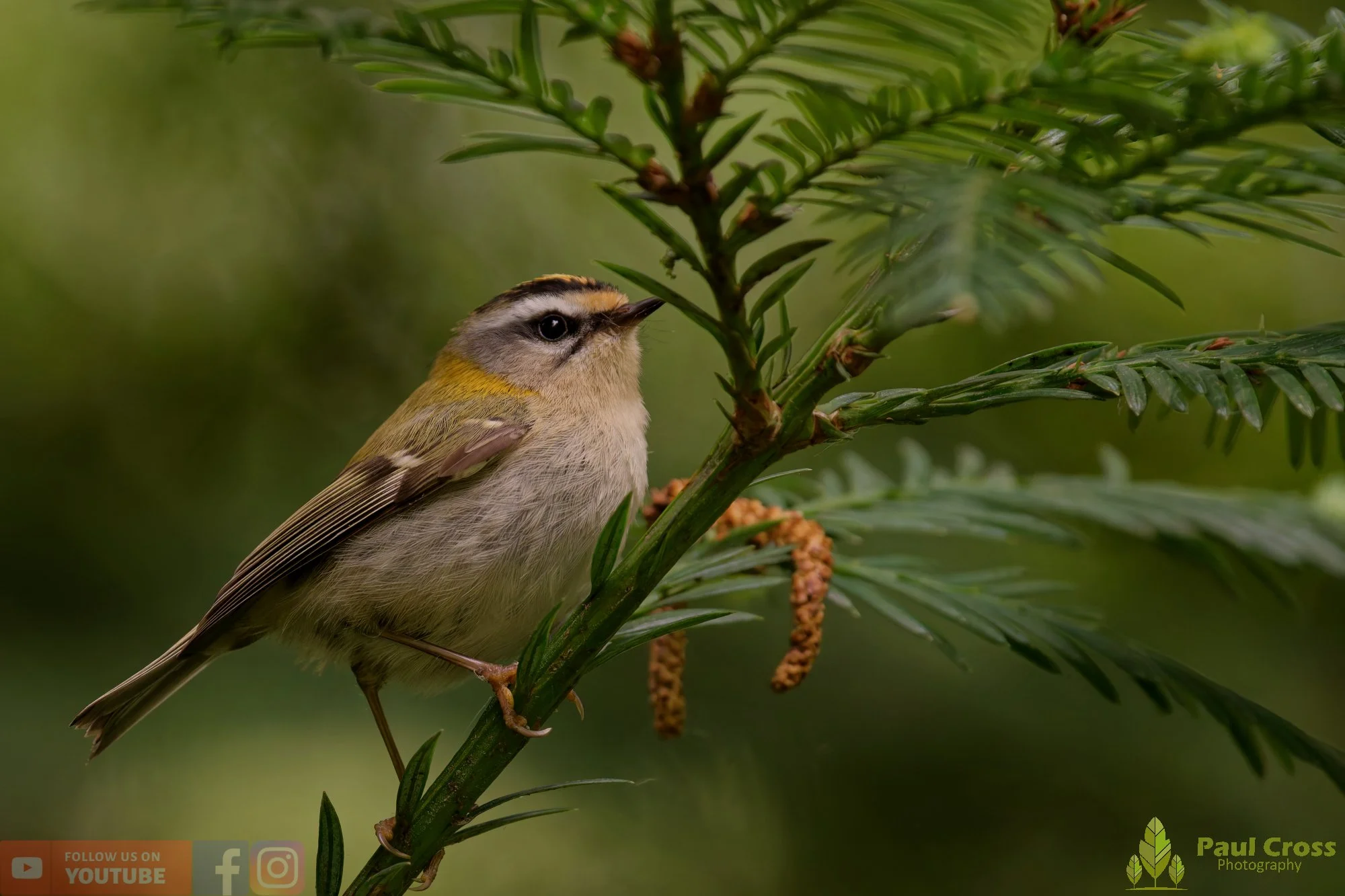 Common Firecrest-00024.jpg