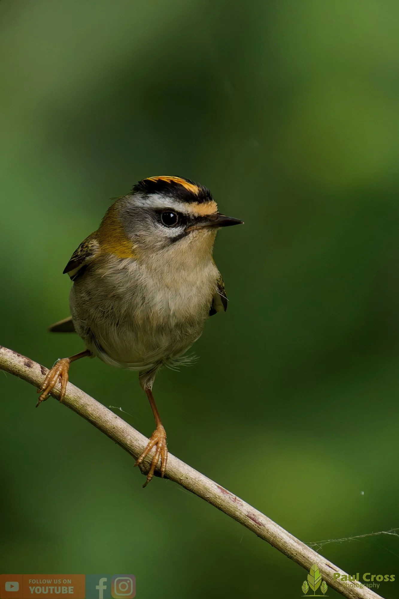 Common Firecrest-00025.jpg