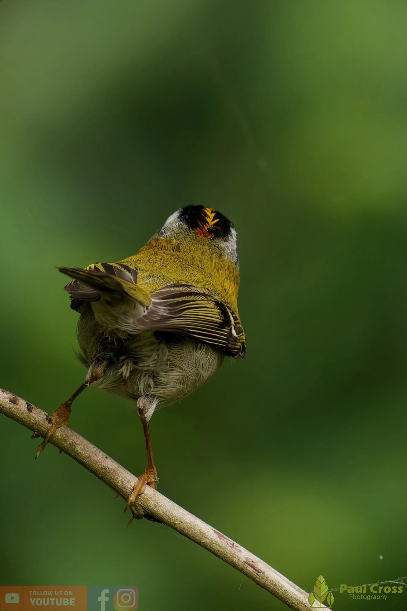 Common Firecrest-00026.jpg