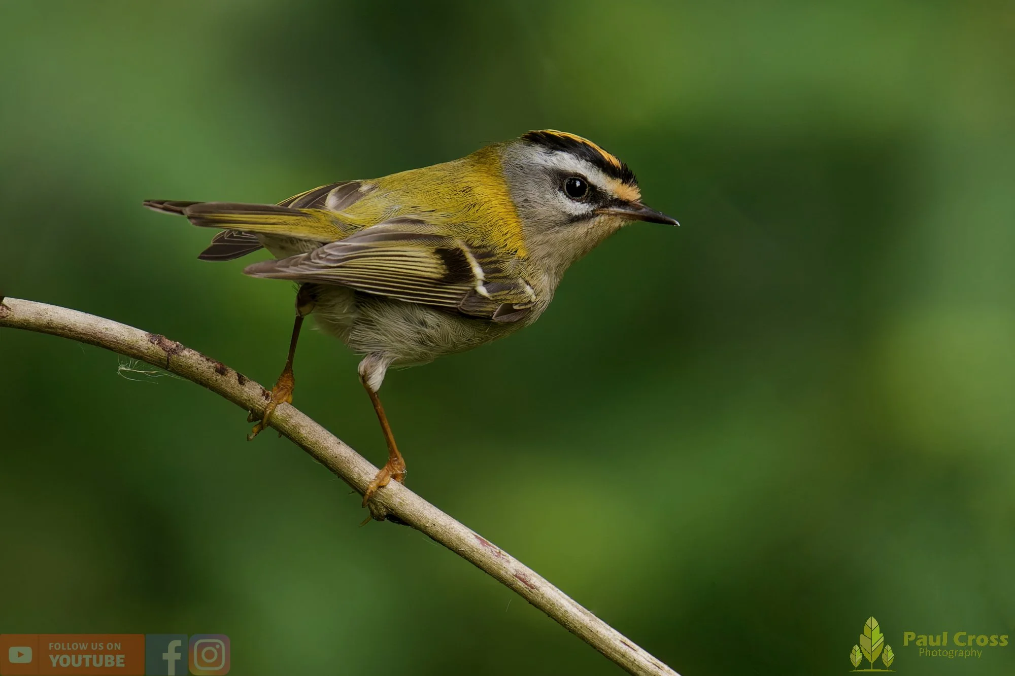 Common Firecrest-00028.jpg