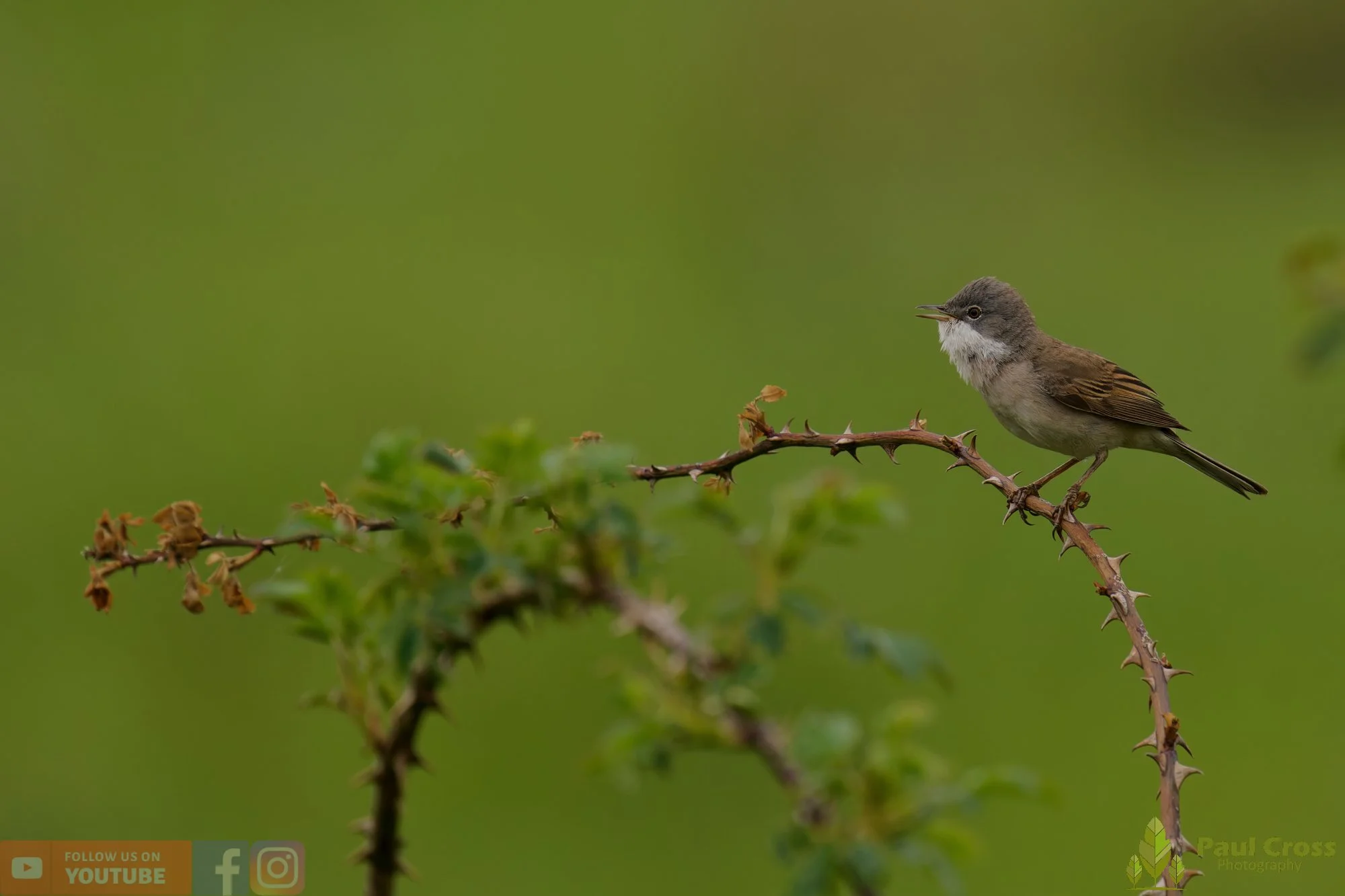 Common Whitethroat-00091.jpg
