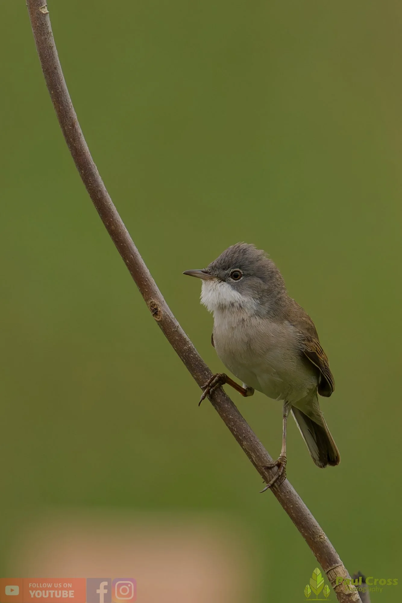 Common Whitethroat-00090.jpg