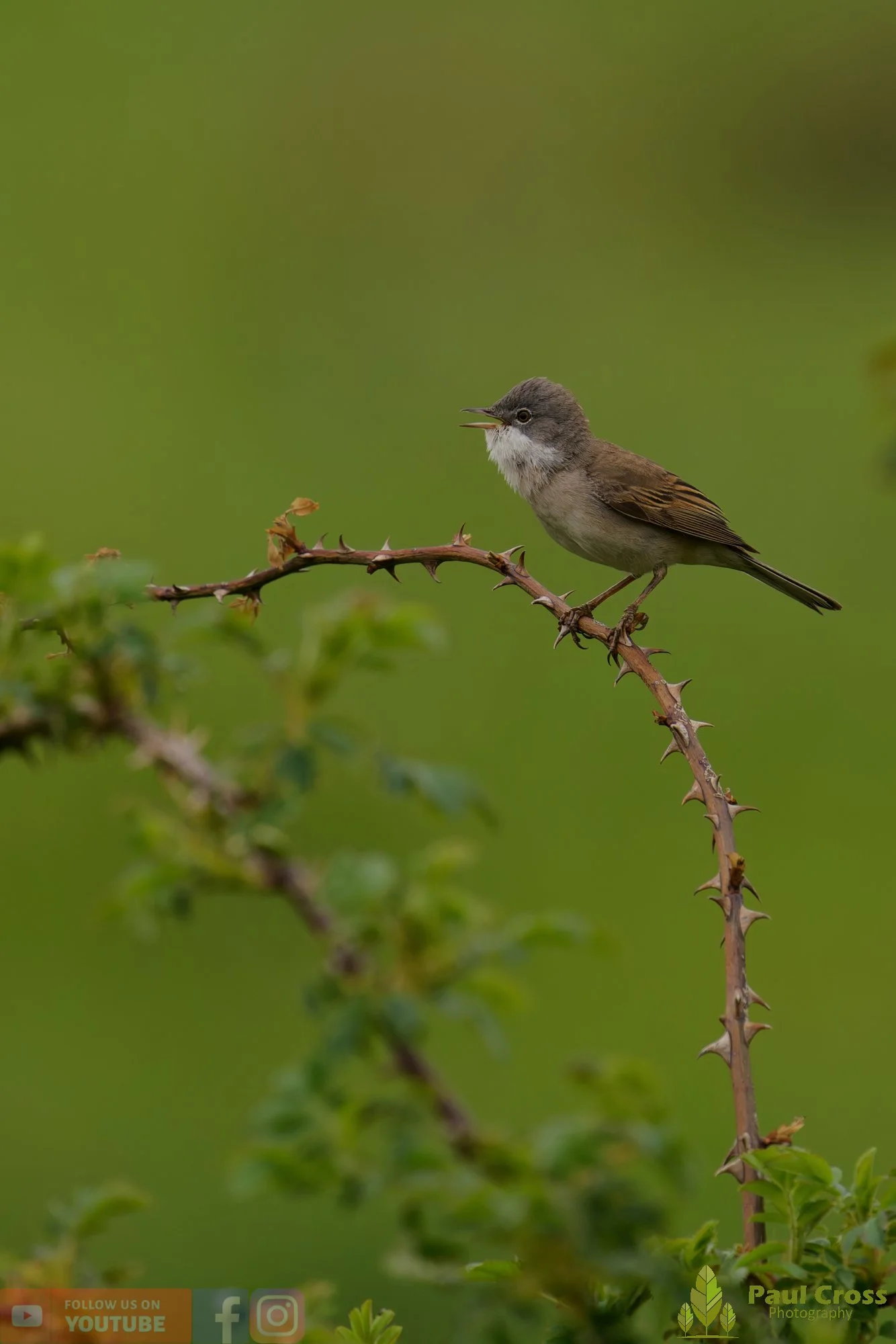 Common Whitethroat-00092.jpg