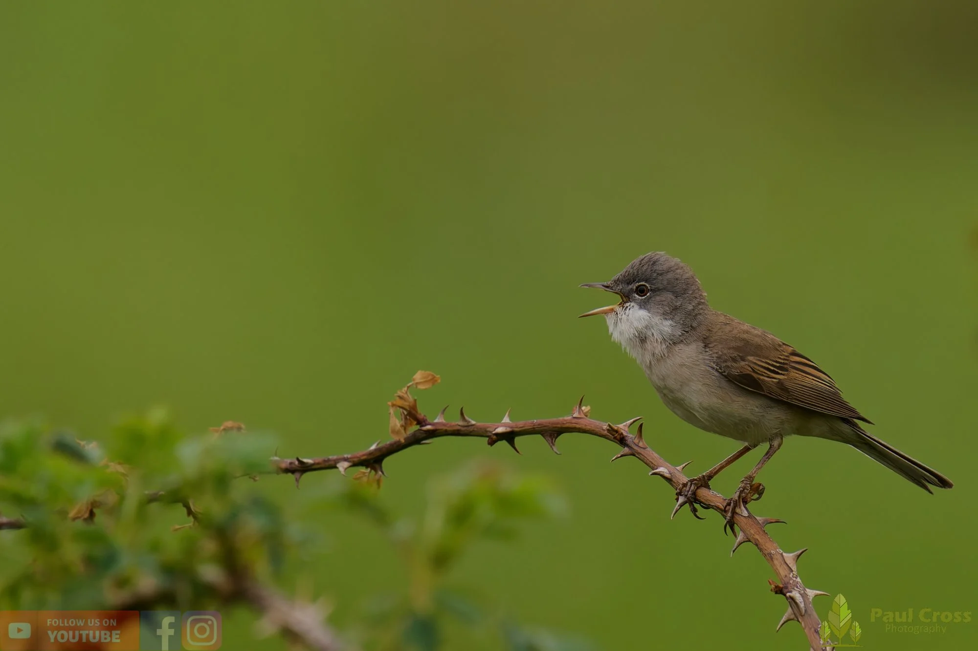Common Whitethroat-00093.jpg