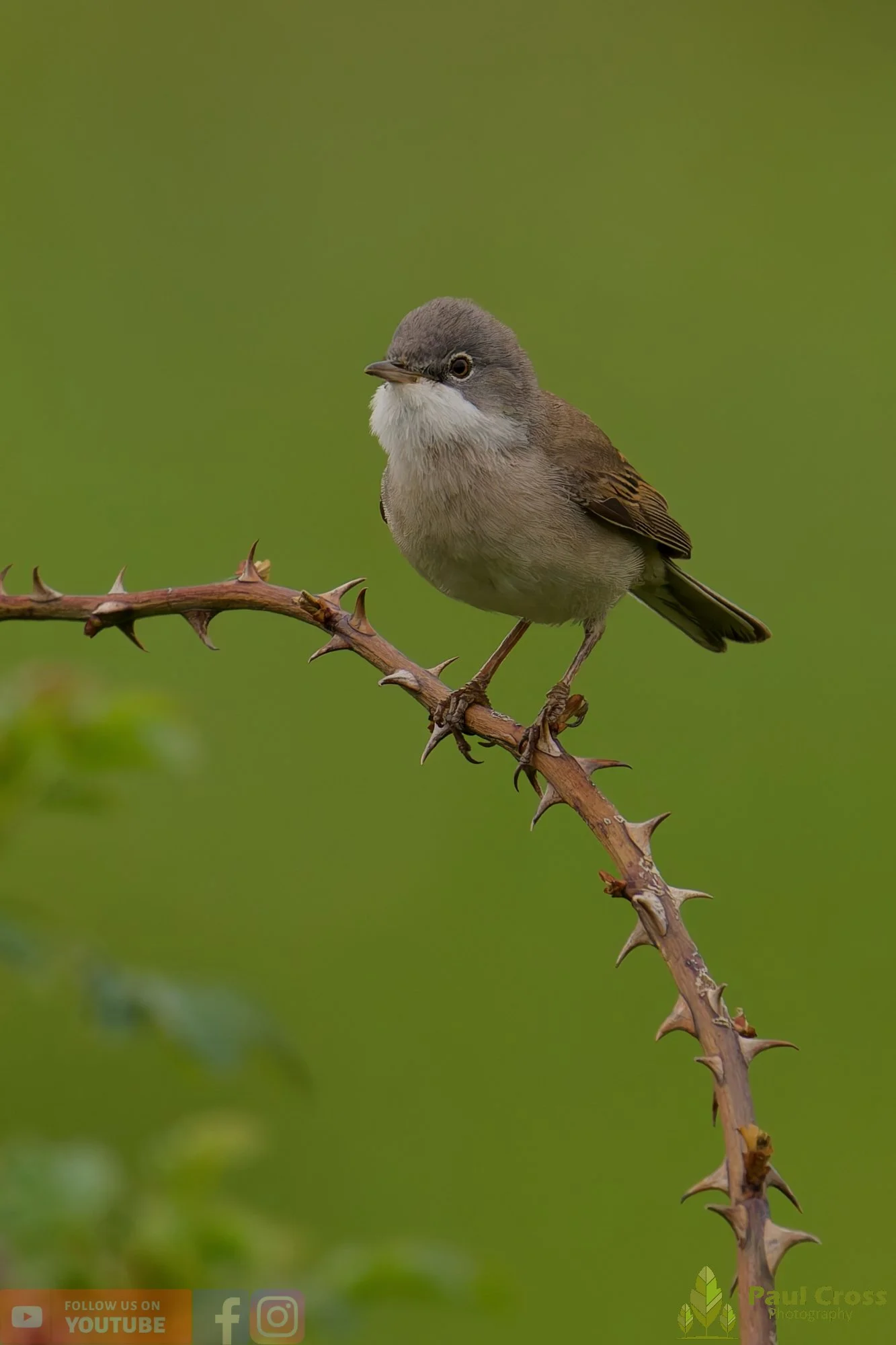 Common Whitethroat-00094.jpg