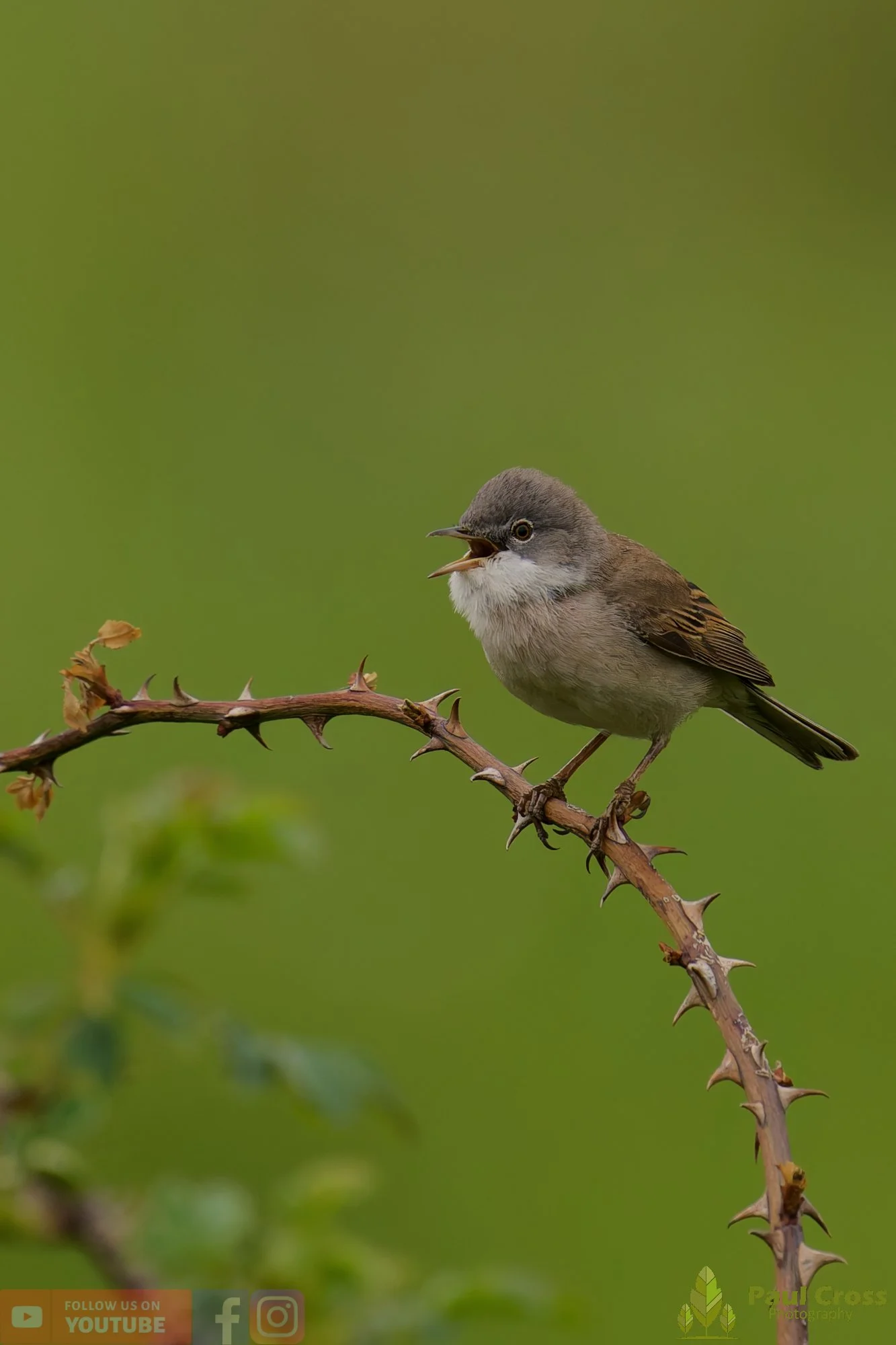 Common Whitethroat-00095.jpg